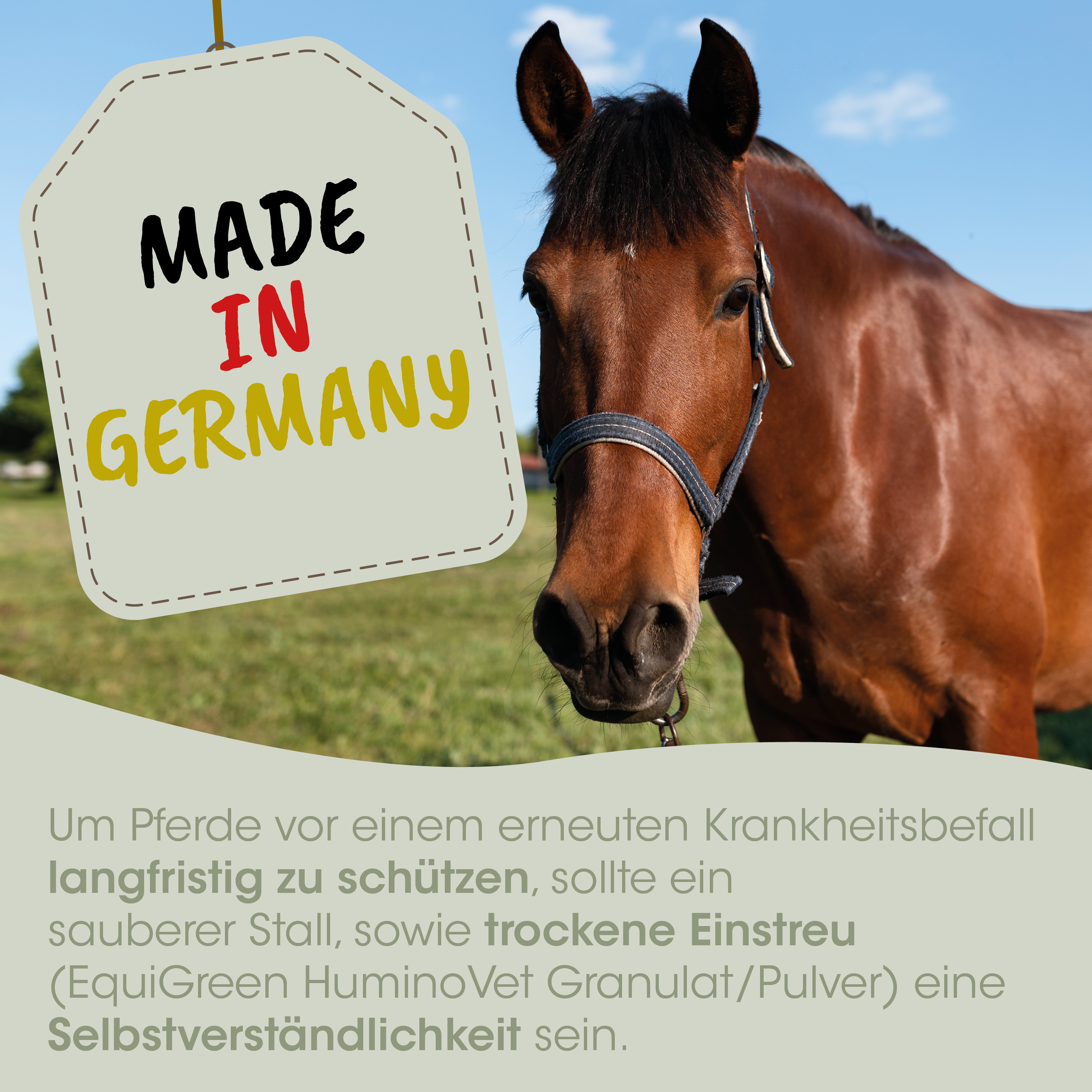 Pferd, Halter, Brunfarbig, Hufe, Stall