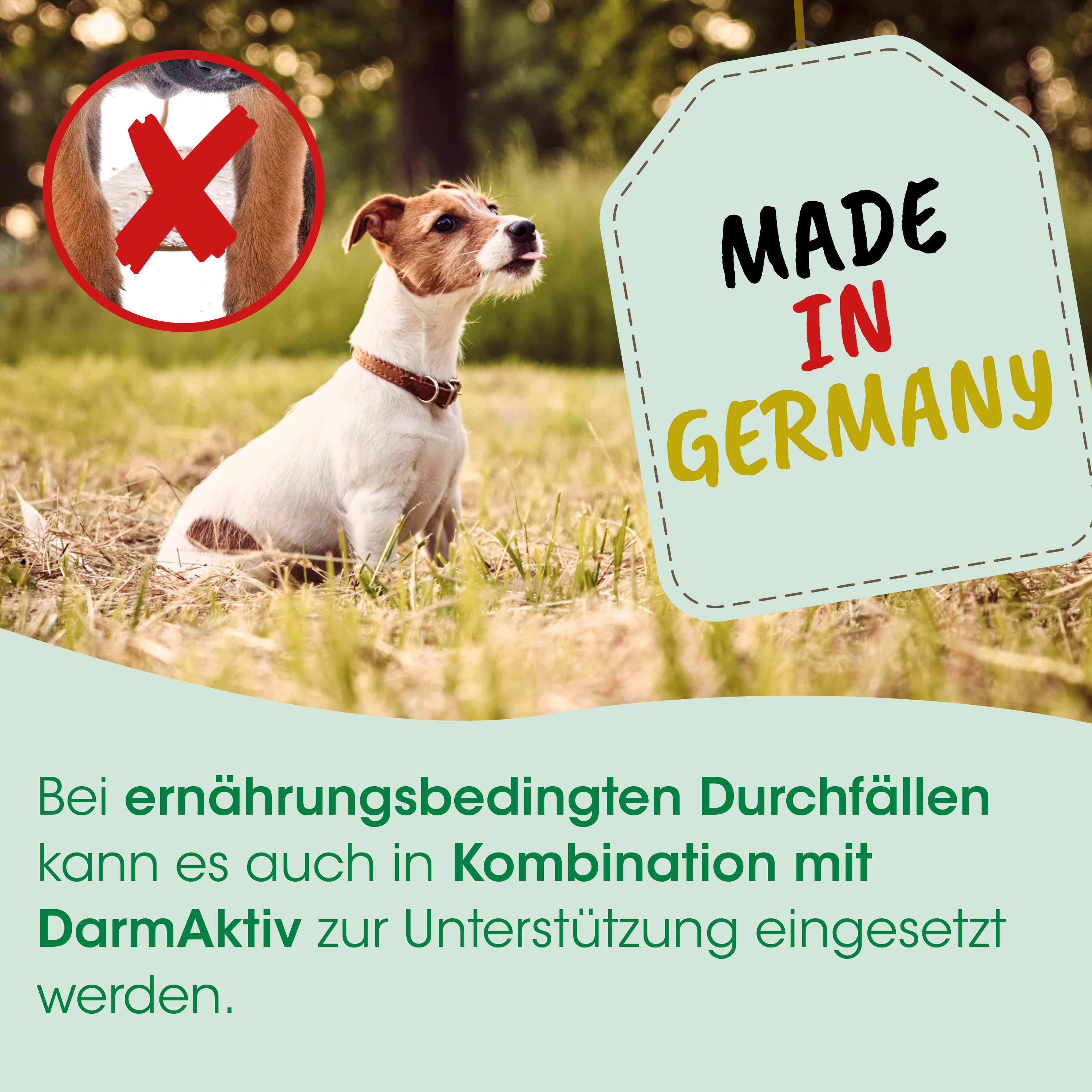 Hund, Halsband, kurzes Fell, braun weiß, Hergestellt in Deutschland