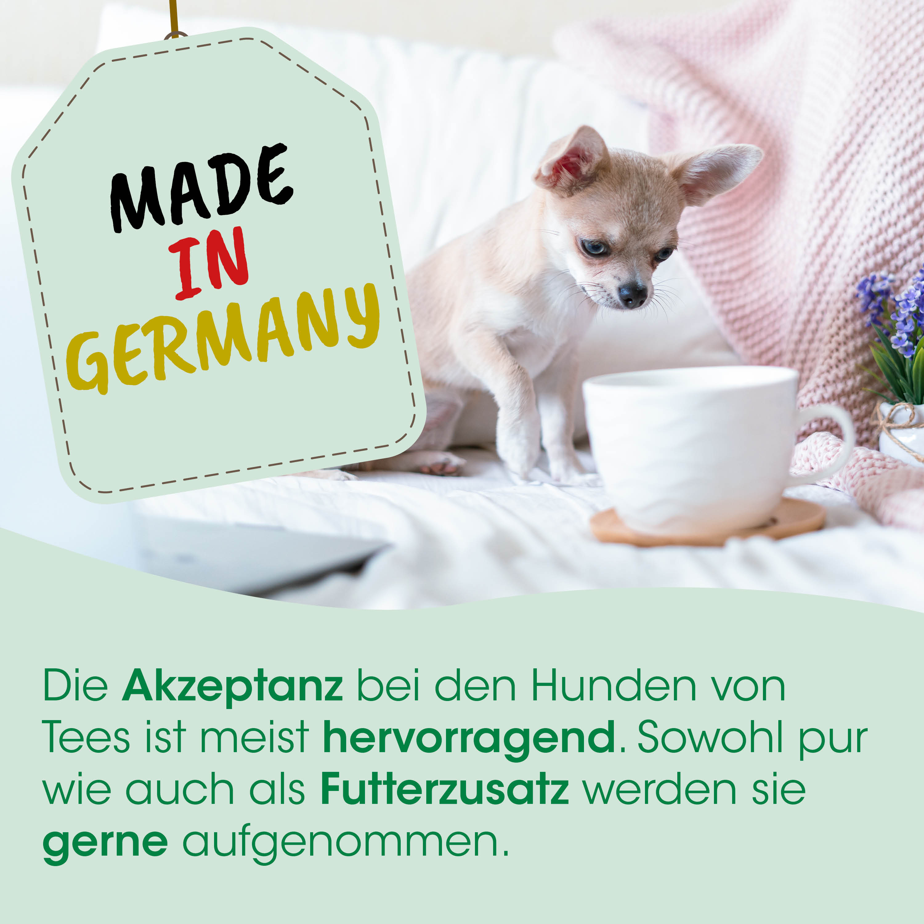 Chihuahua, Miniaturhund, Hundefotografie, Kaffeetasse, Wohnzimmerdeko