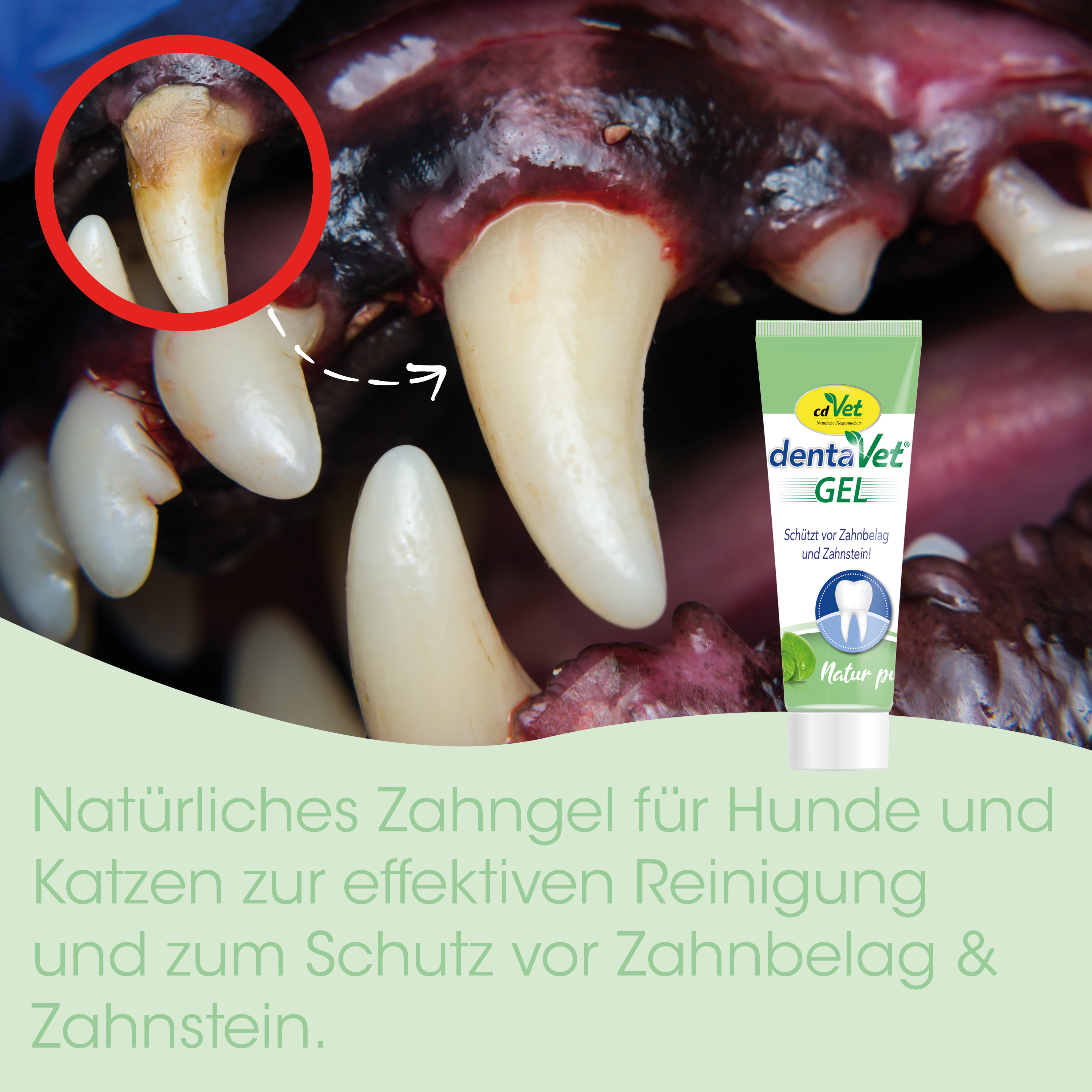 Zahn, Zahnbein, Tierarzt, Zahnfleisch, Gel