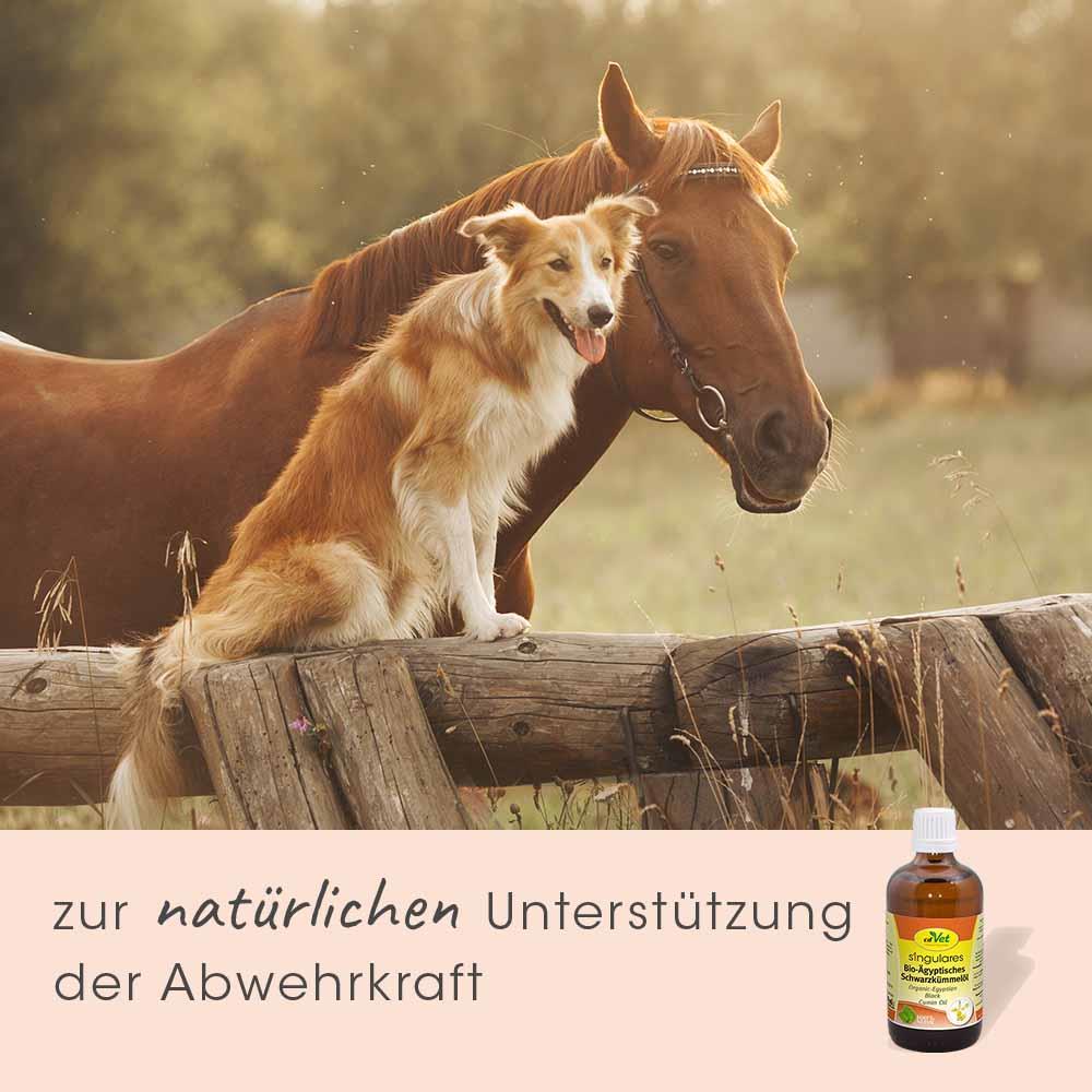 Shopbild Flasche, Hund, Haustier, Bier, Pferd