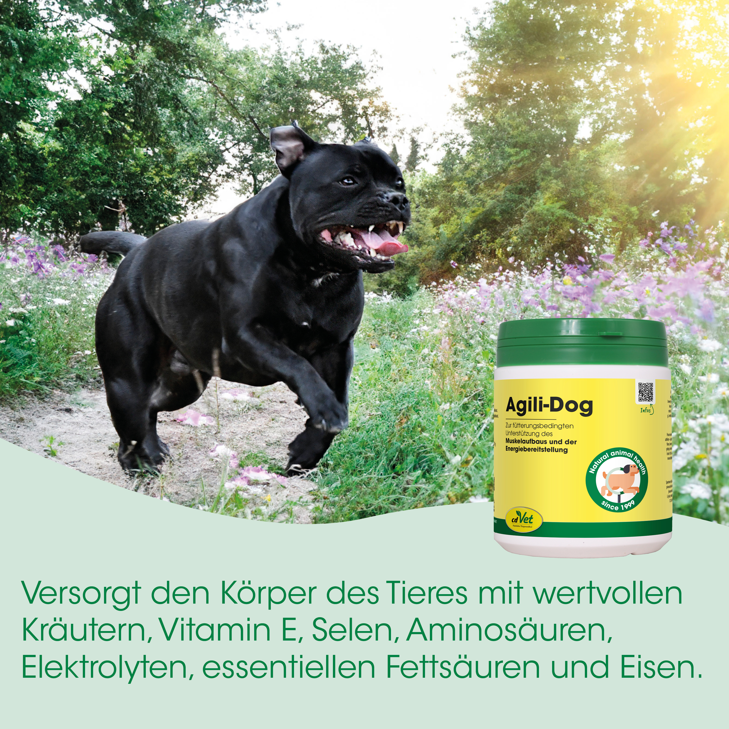 Hund, Ernährungsergänzung, VitaminE, Muskelgesundheit, Knochengesundheit