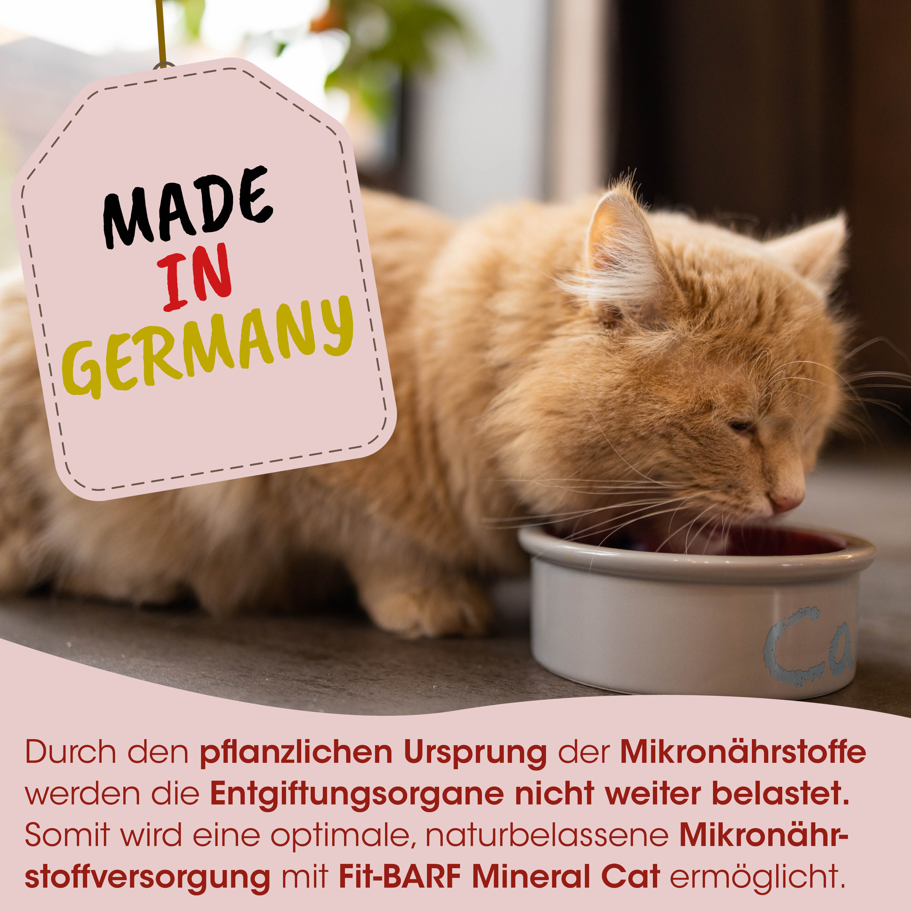 Kätzchen, Katze, Tiernahrung, Napf, Hergestellt in Deutschland