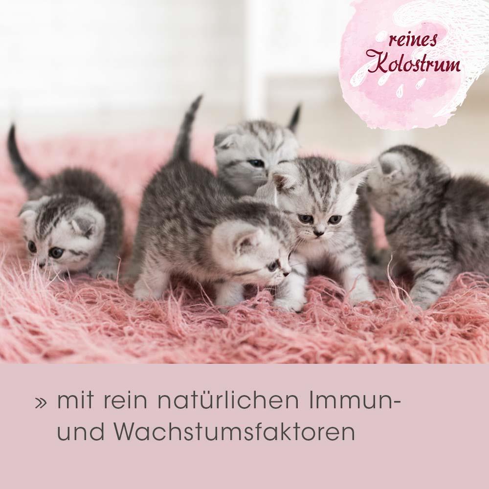 Shopbild Tier, Katze, Kätzchen, Säugetier, Haustier