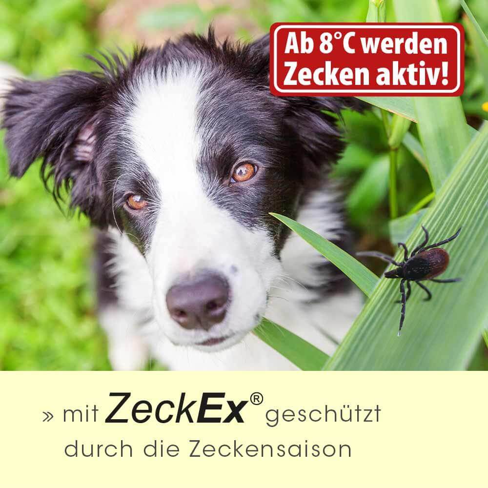 ZeckEx 500 ml