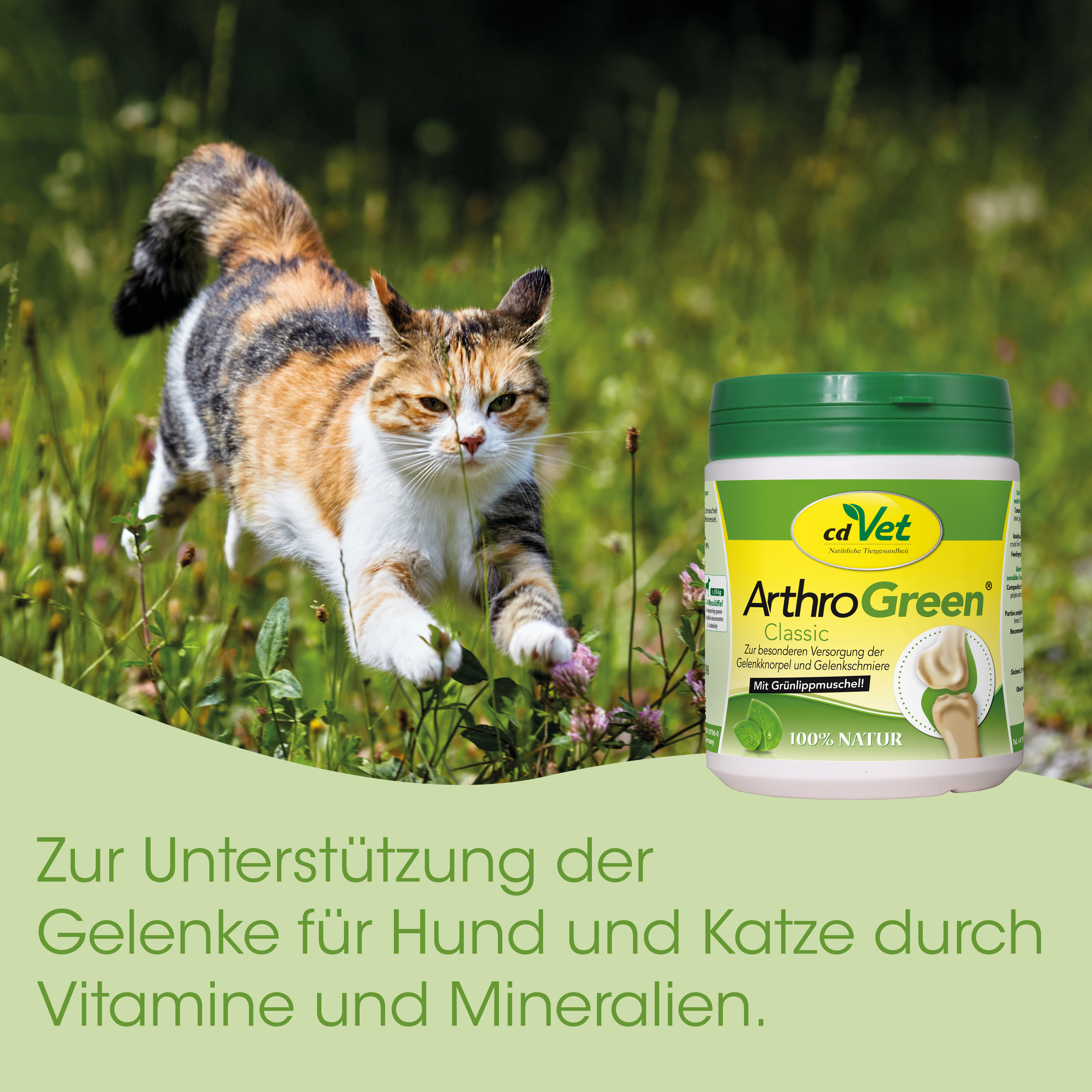 katze, calico, haustierergänzung, gelenkgesundheit, vitamin