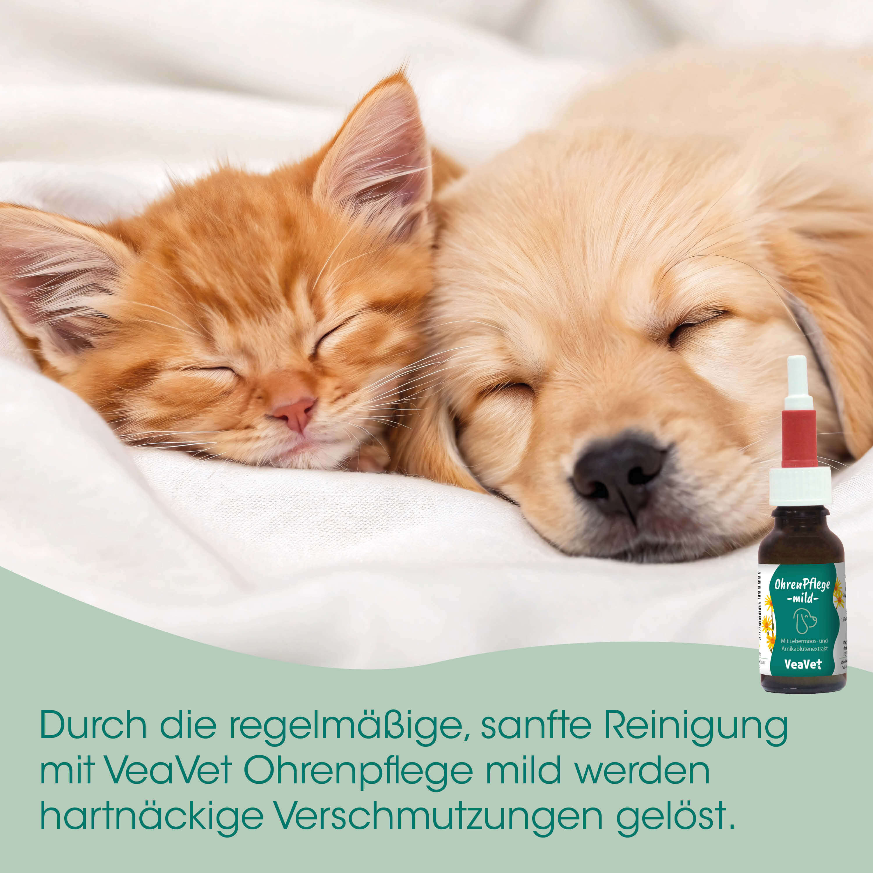 Katzenkinder, Kleinkind, Katze, Hund, Hunde