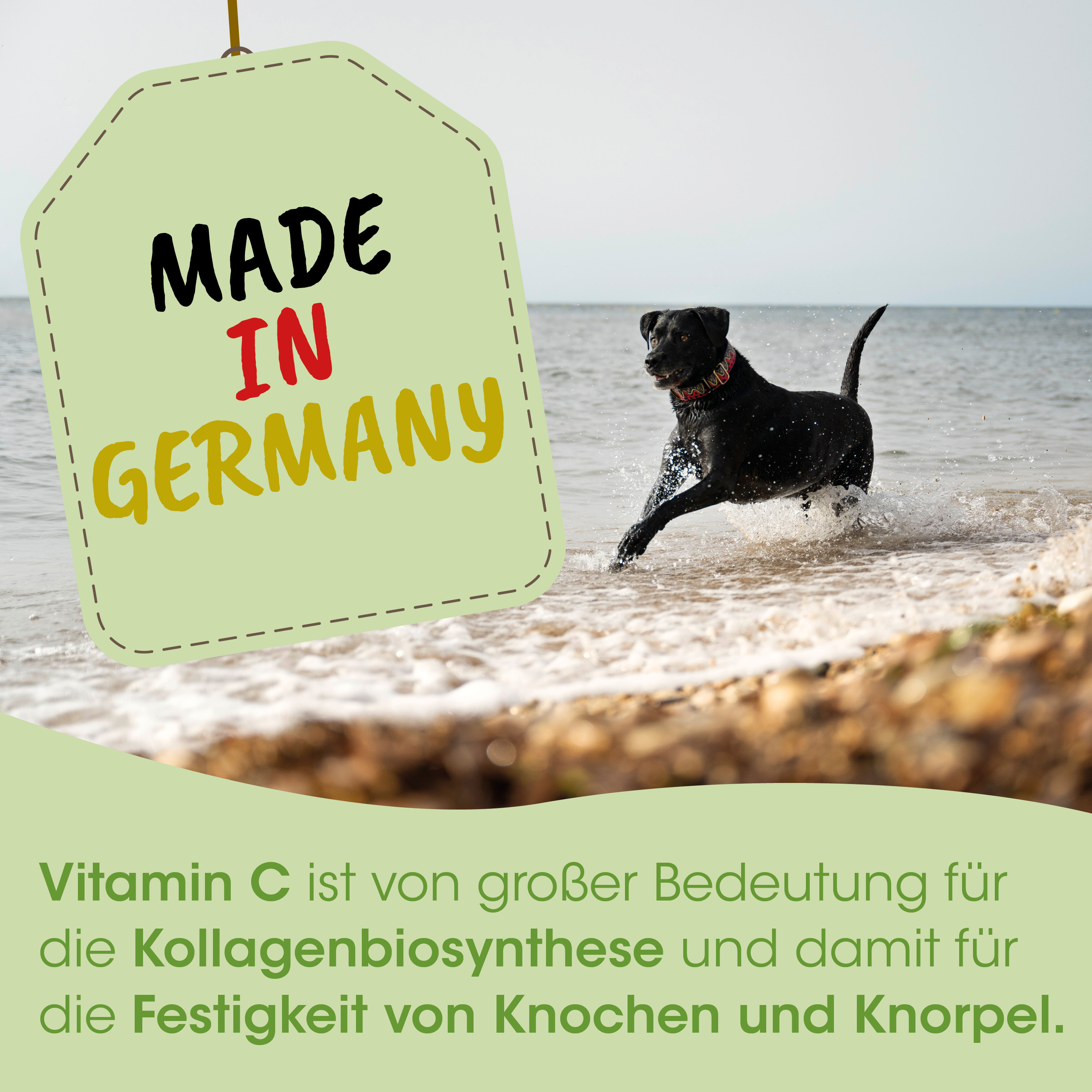 Hund, Schwarz, Schnappig?, Strand, Wellen