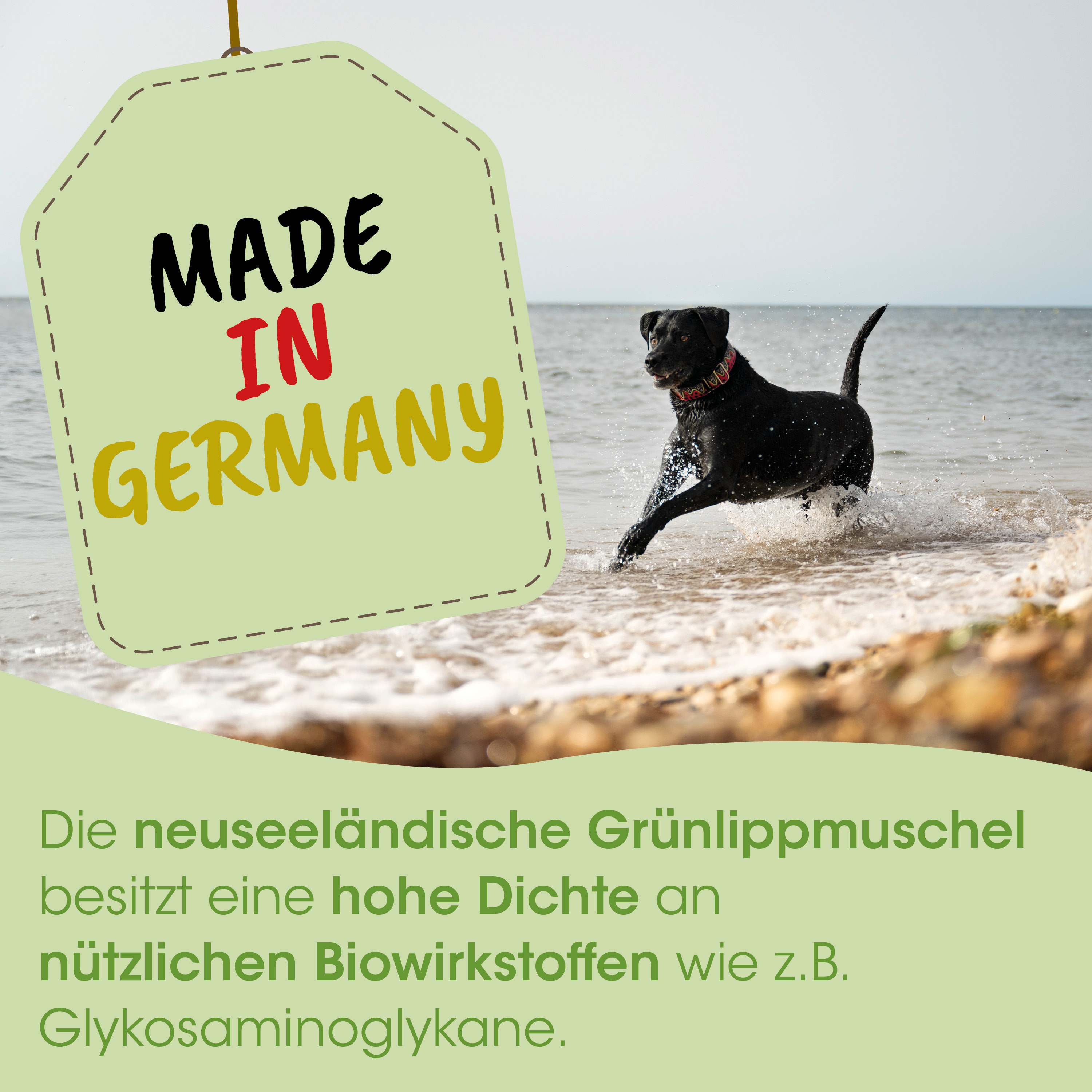hund, tier, halsband, strand, wasser