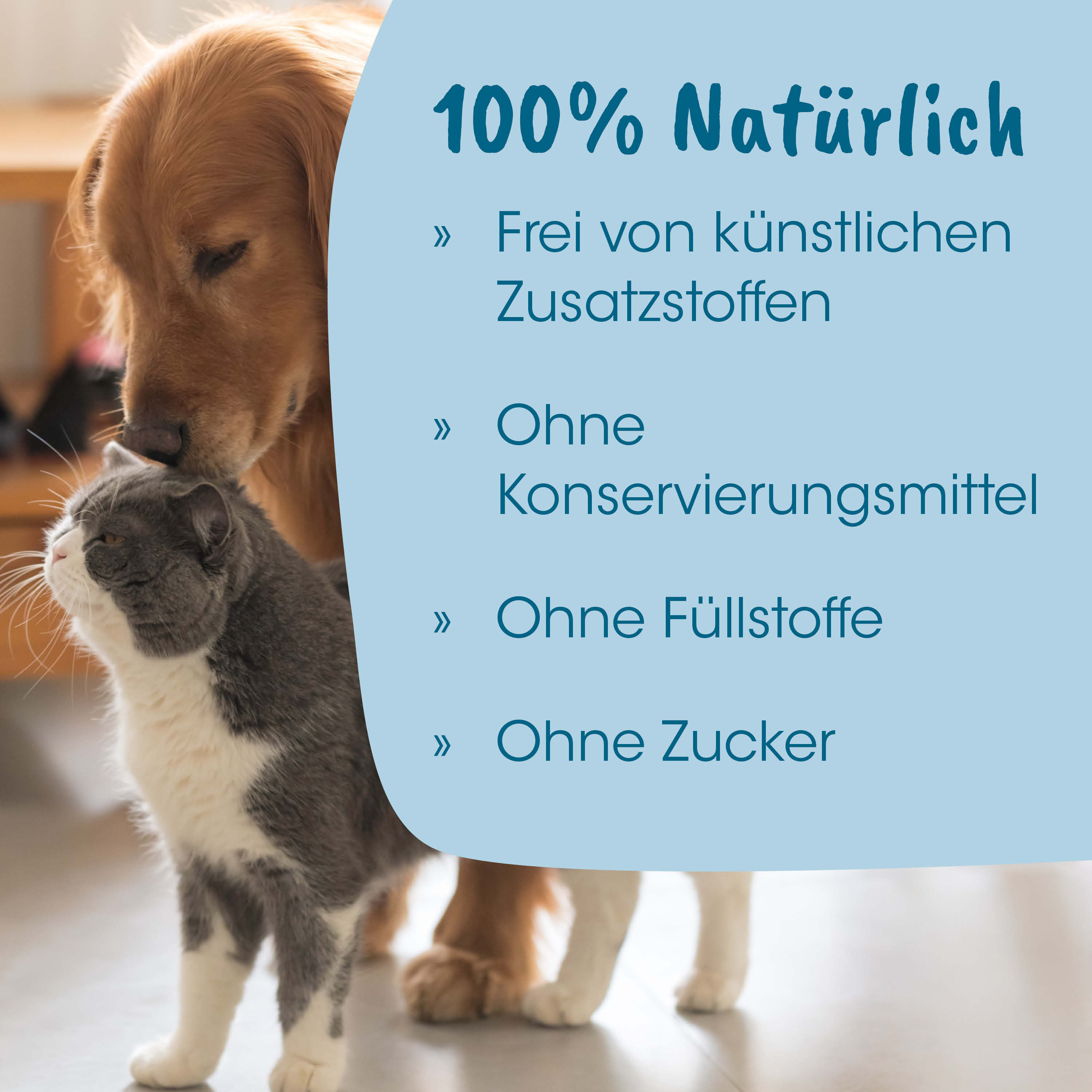 haustier, katze, hund, tier, kontaktbild