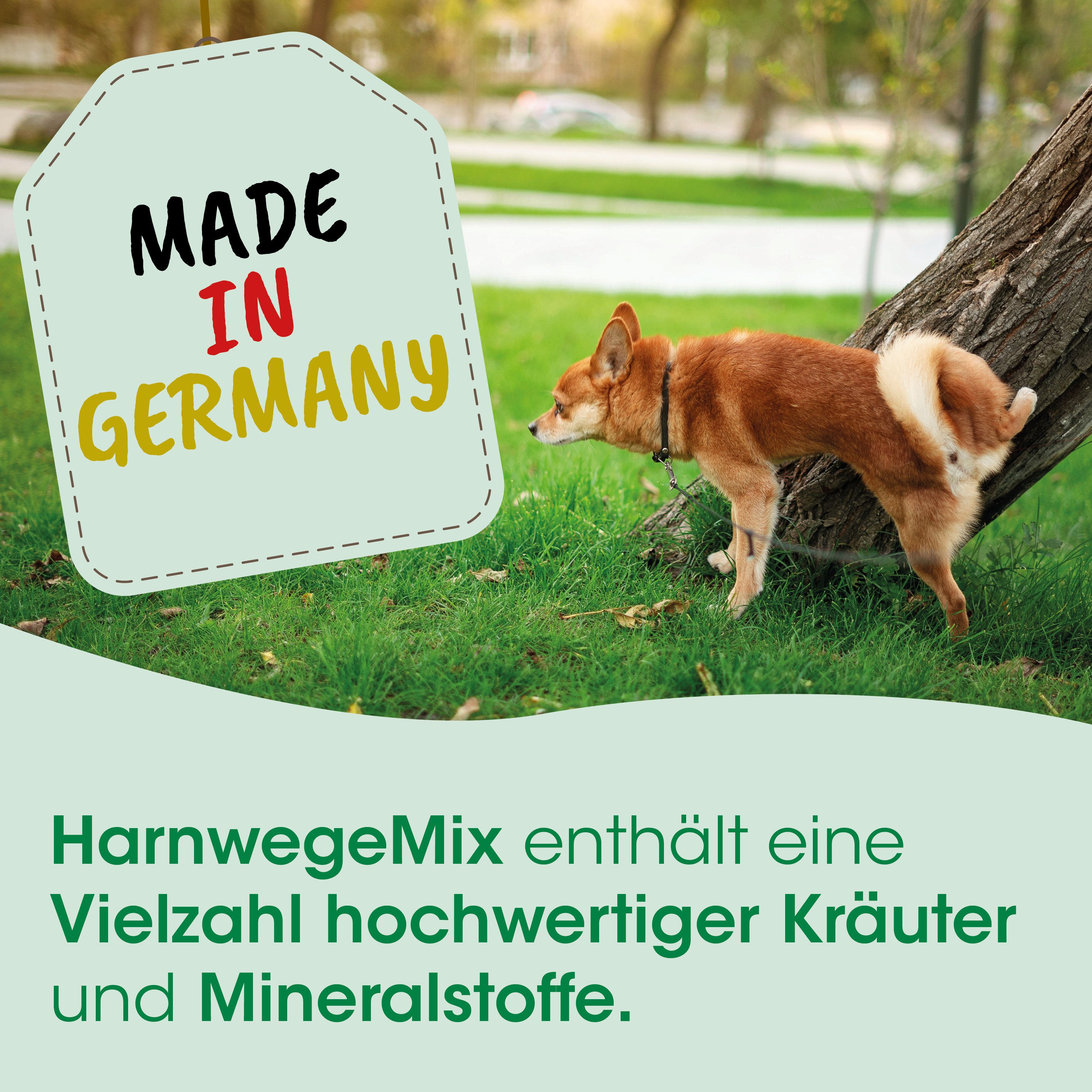 Hund, kleiner Hund, braun, Halsband, Pfoten