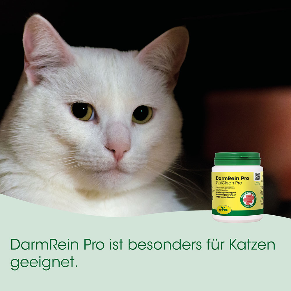 Katze, weiße Katze, Futterdosen, Darmrein Pro, Tierpflege