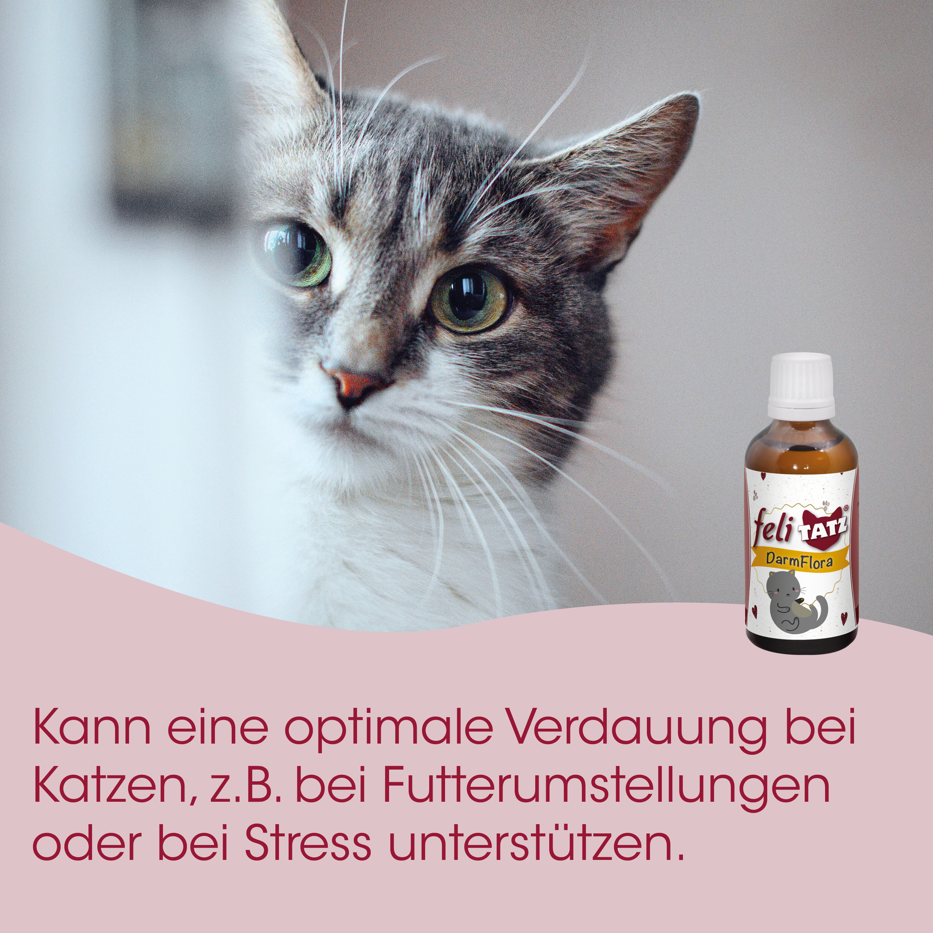 Katze, Katzenfutter, Flasche, Darmflora, Tiergesundheit