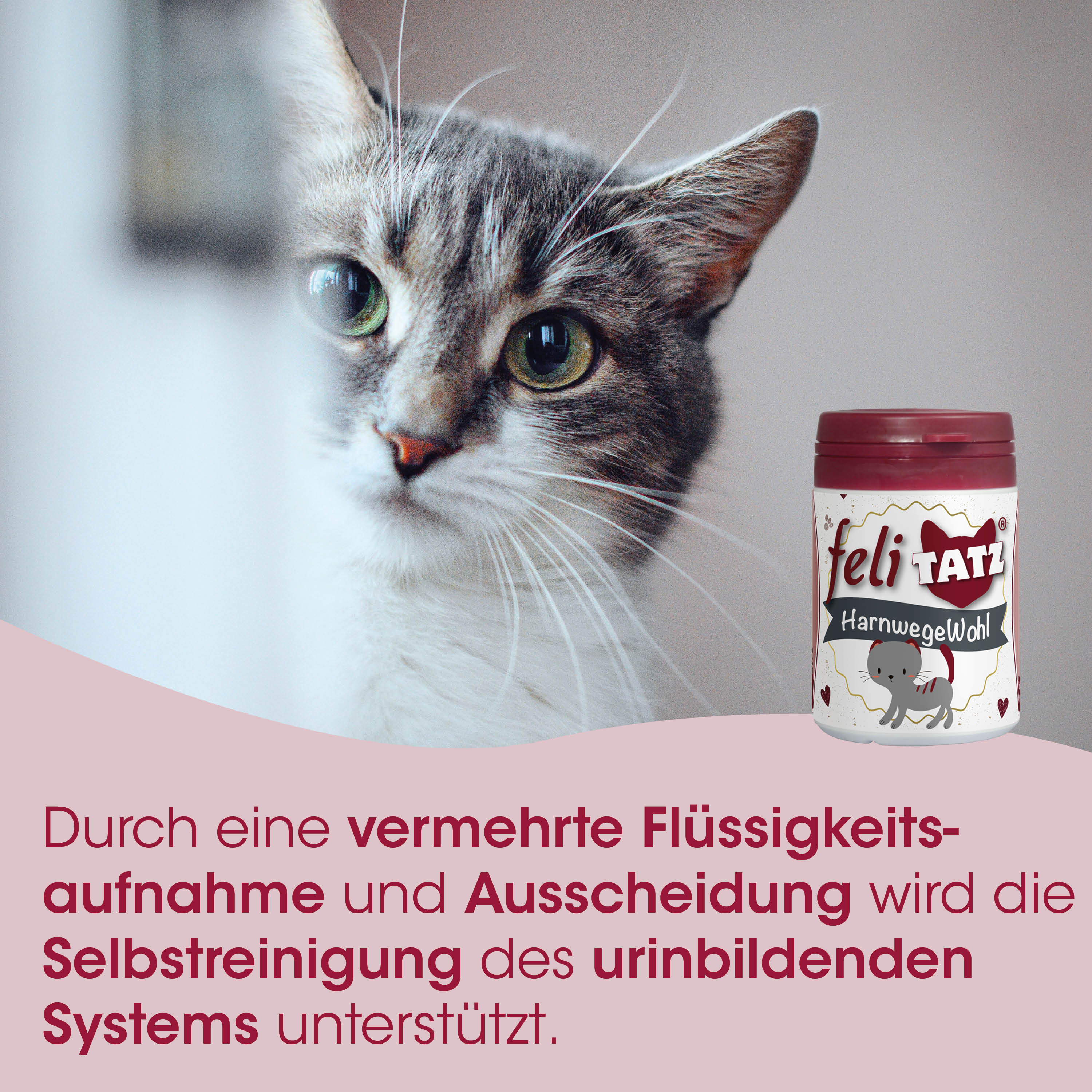 Katze, Kätzchen, Tier, Topf, Nahrungsergänzung