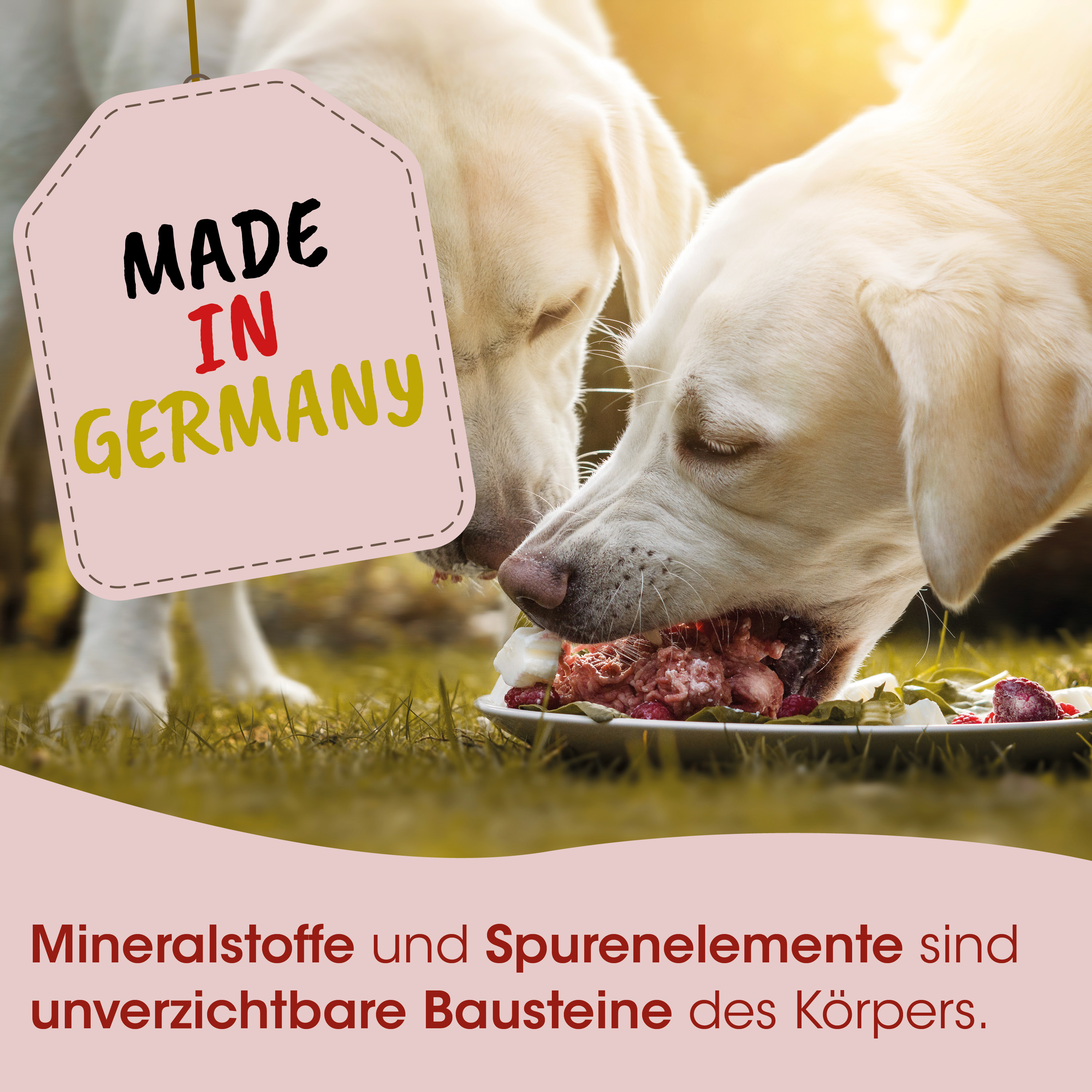 Hunde-Futter, Fleischstücke, Knochenmehl, Hundefutter-Schale, Made in Germany