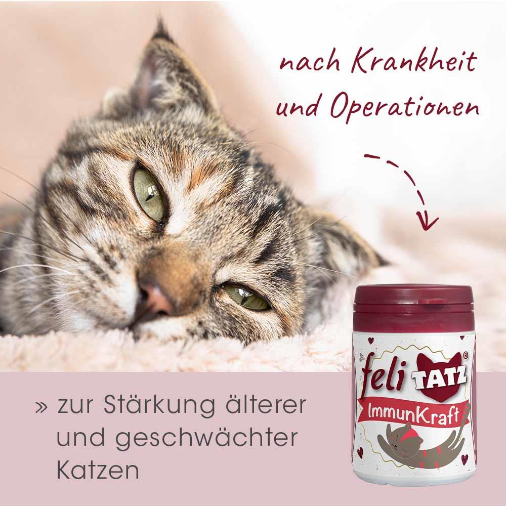 Shopbild Krug, Tier, Katze, Säugetier, Haustier