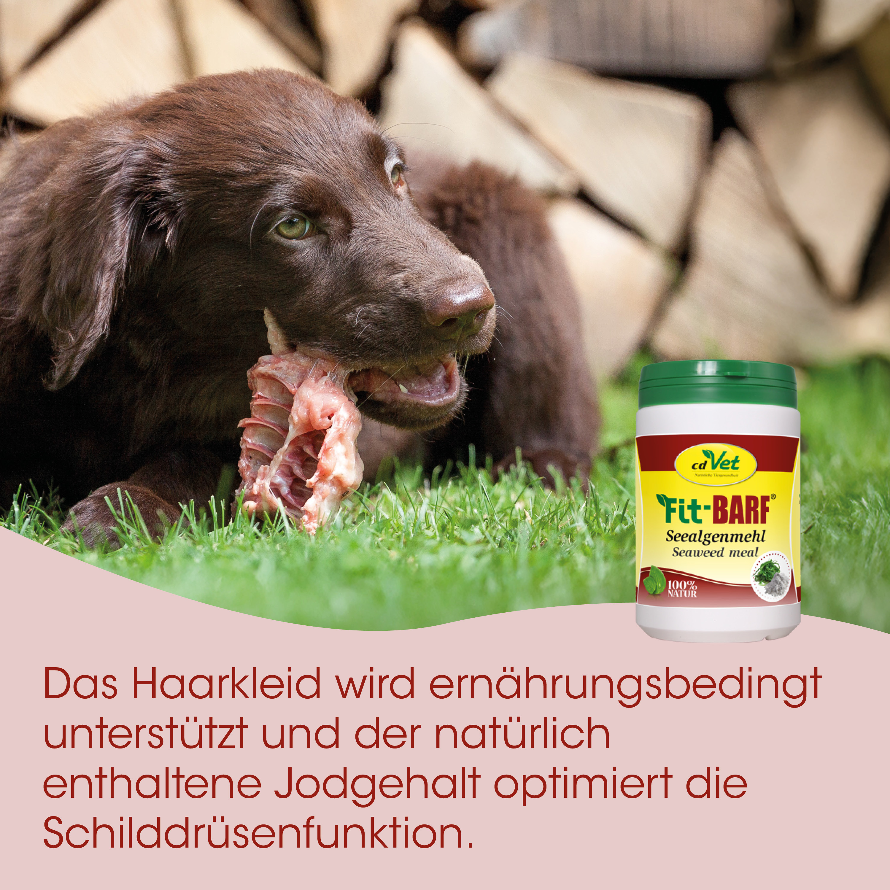 Hund, Kauknochen, Hundefutter, Tiernahrung, Seetangmehl