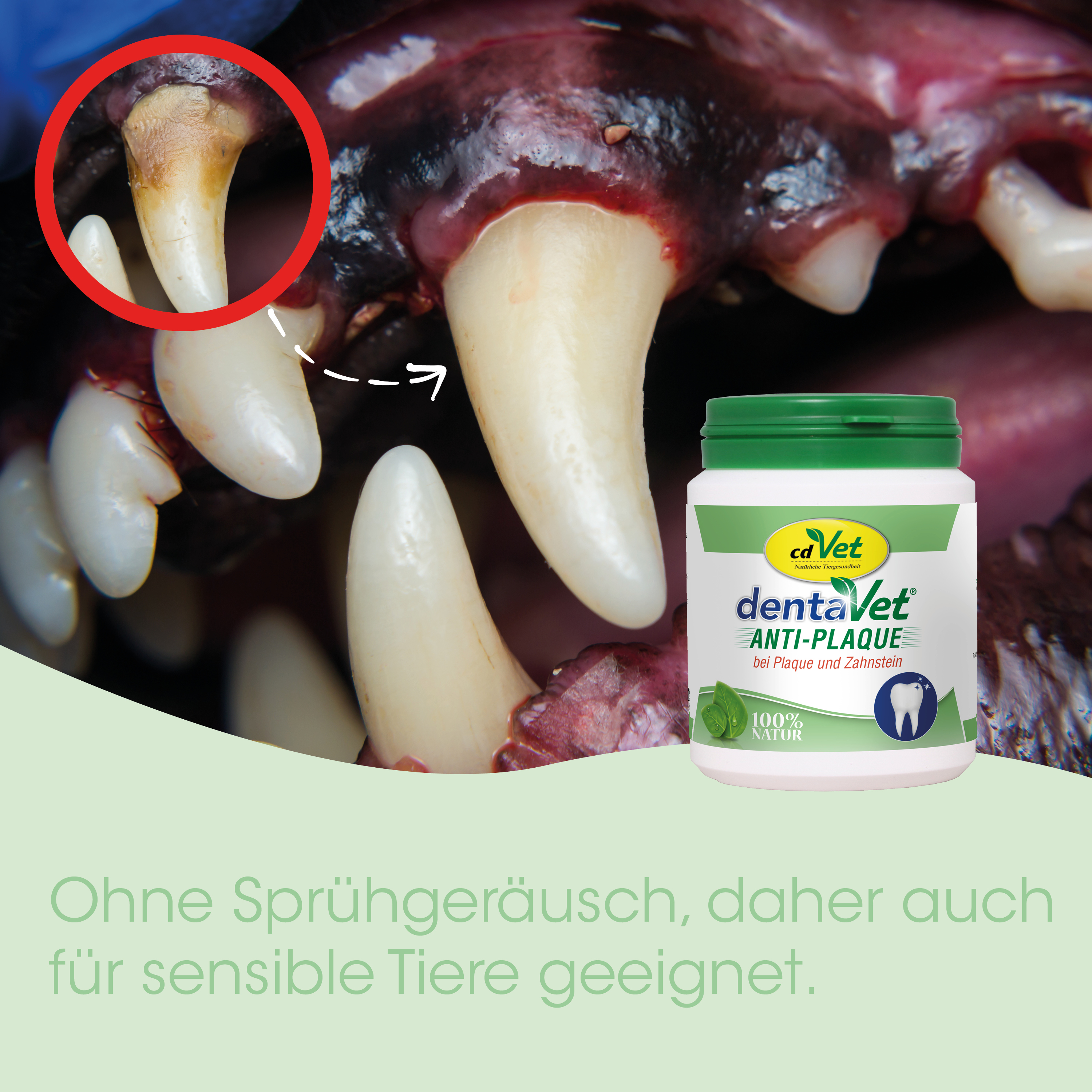 zahnhygiene, zähne, tiermedizin, anti-plaque, katzenzahnpflege