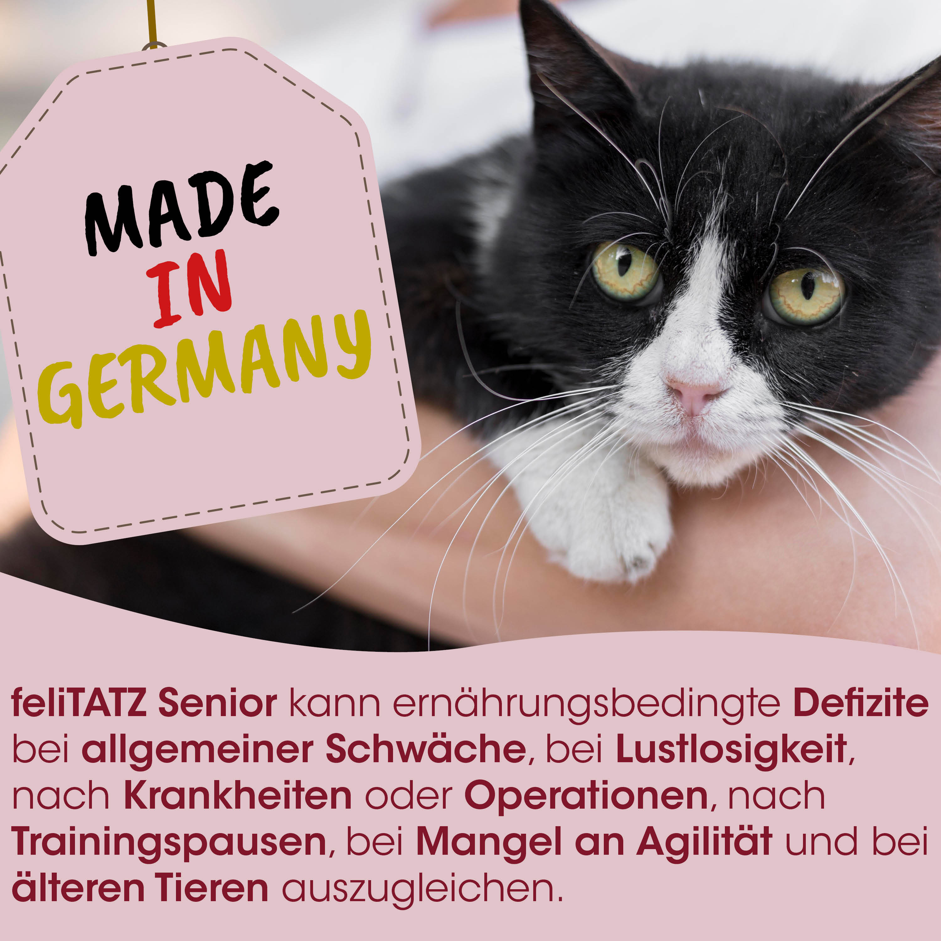  Katze,  Schwarz,  Weiß,  Haustier,  Made in Germany