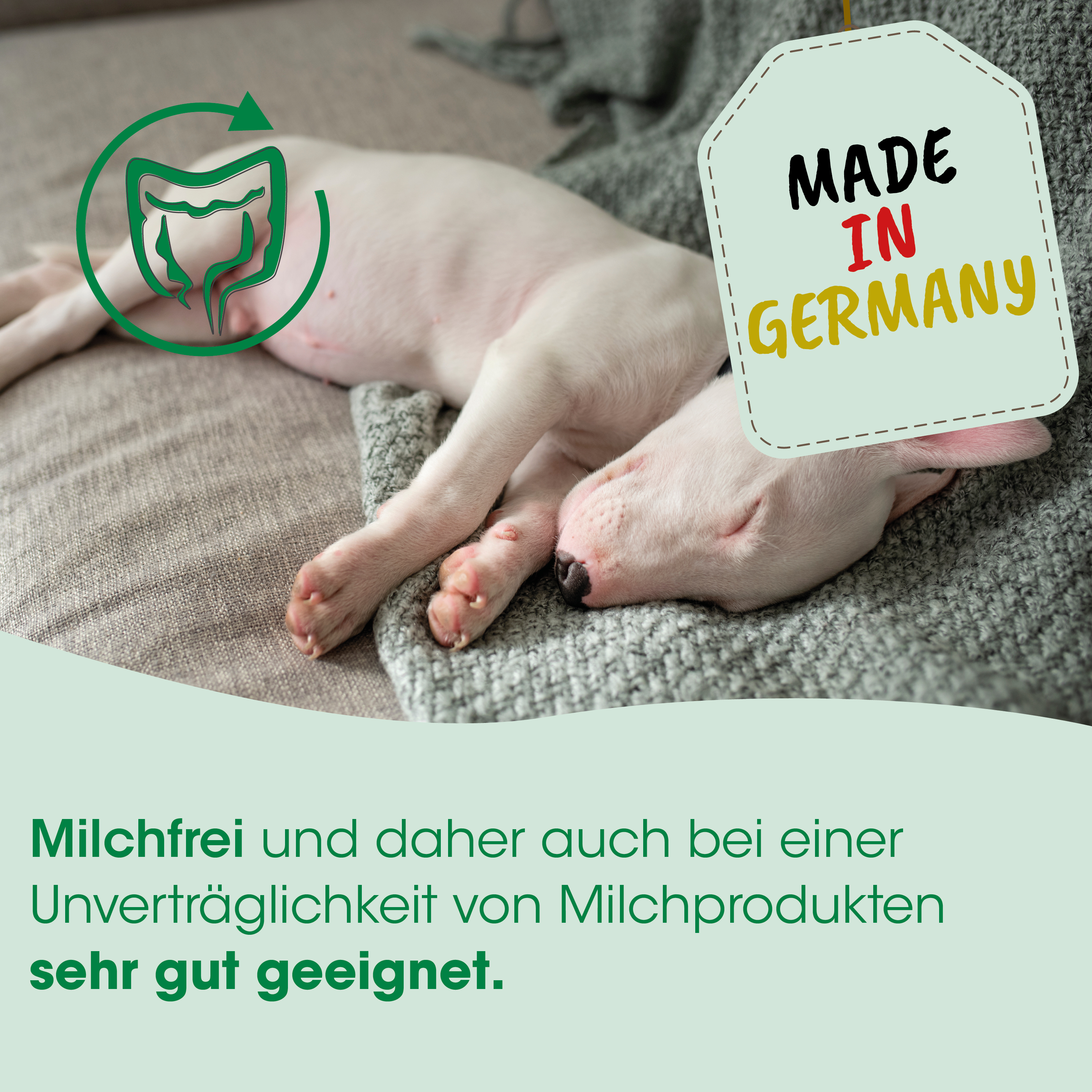 Hund, Pflege, Milchfrei, Unverträglichkeit, Medizinisch