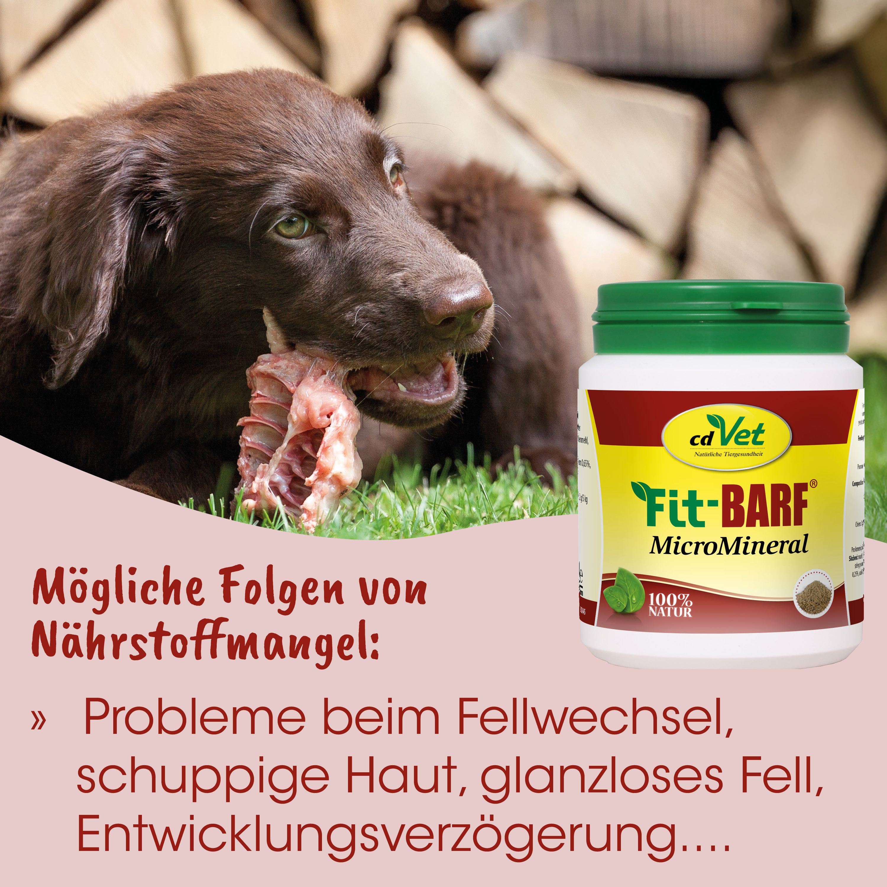 Hund, Knochen, Futter, Mineralpräparat, Nährstoffmangel