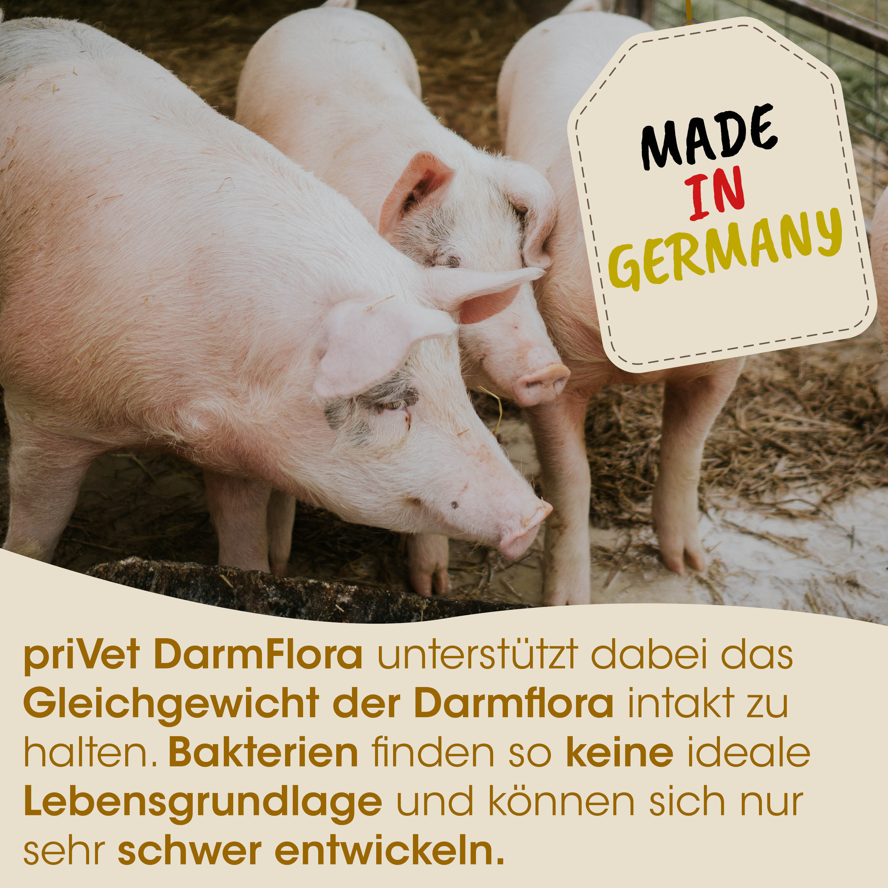 Schweine, Schwein, Ferkel, Tierfutter-Tag, Made in Germany
