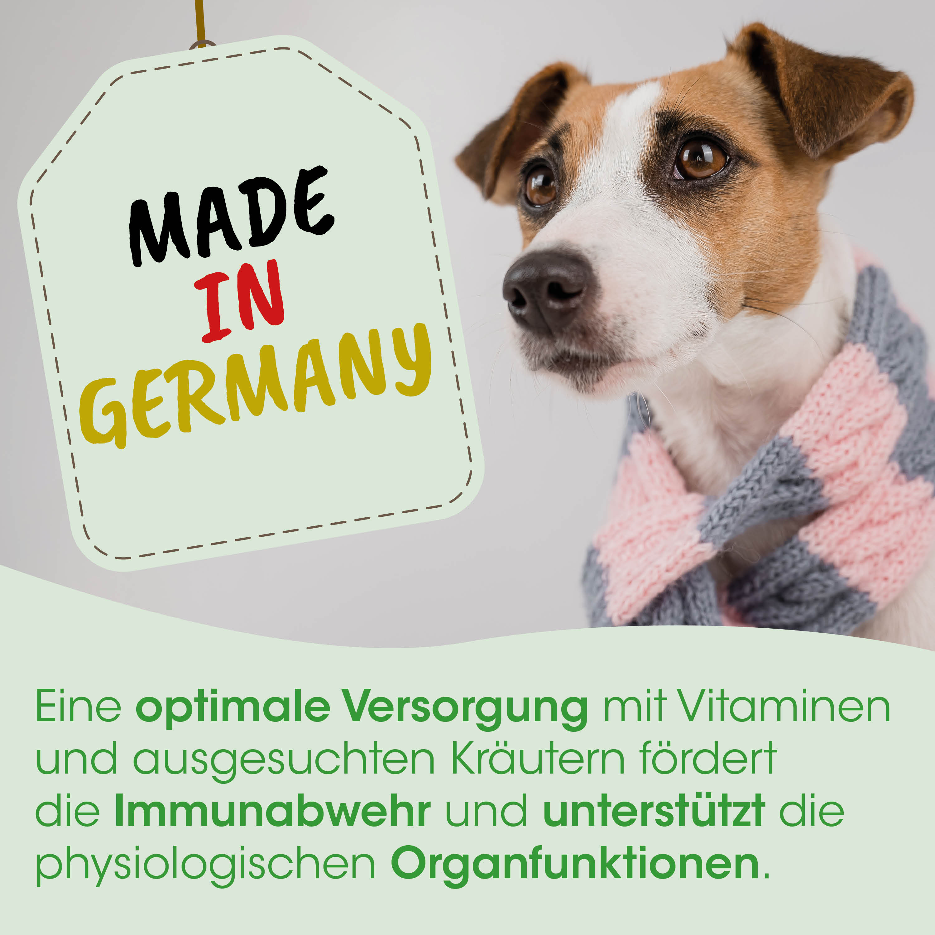 Hund, Haustier, Schal, Strick, Cardigan