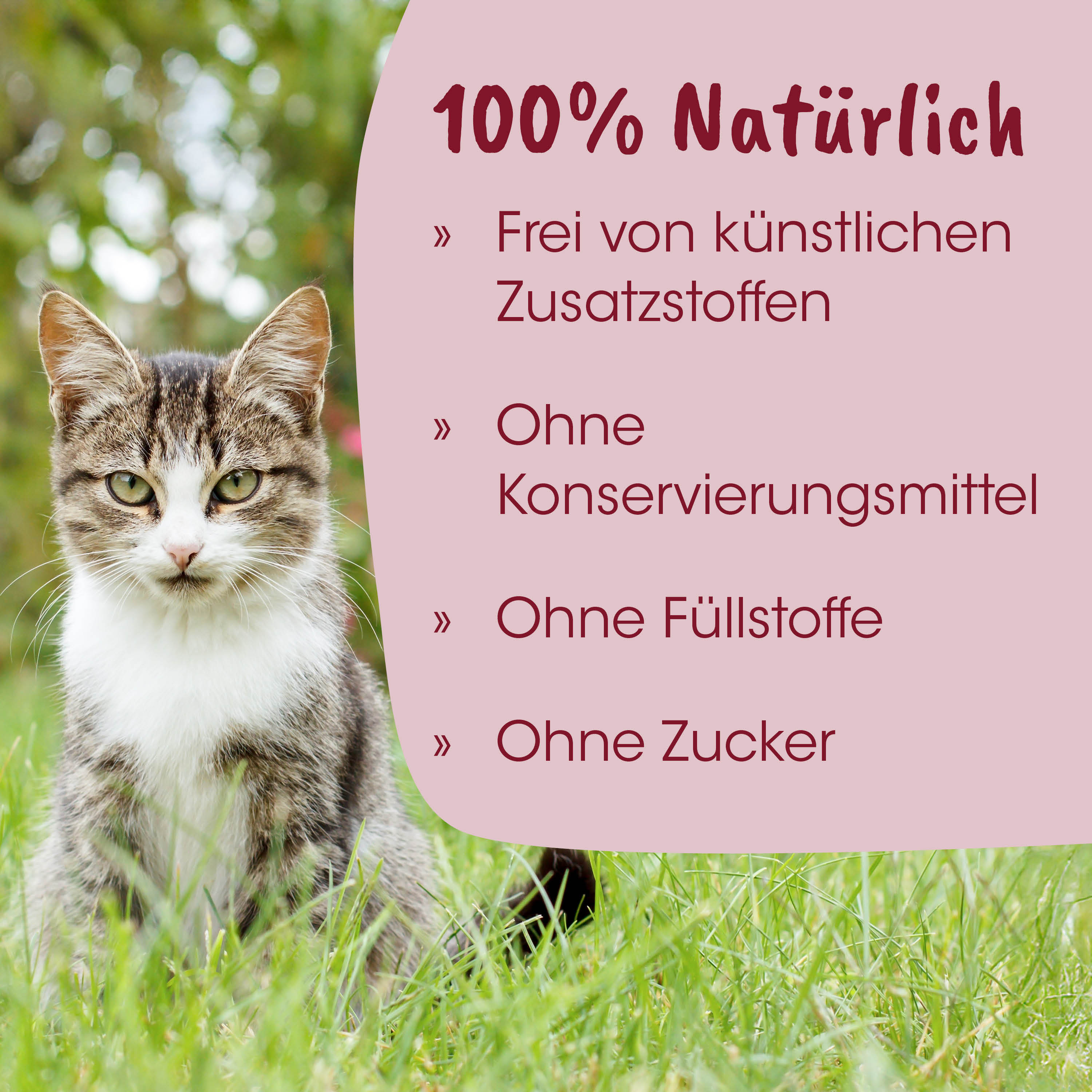Katze, Katzentier, Haustier, Tierfoto, Gras im Vordergrund