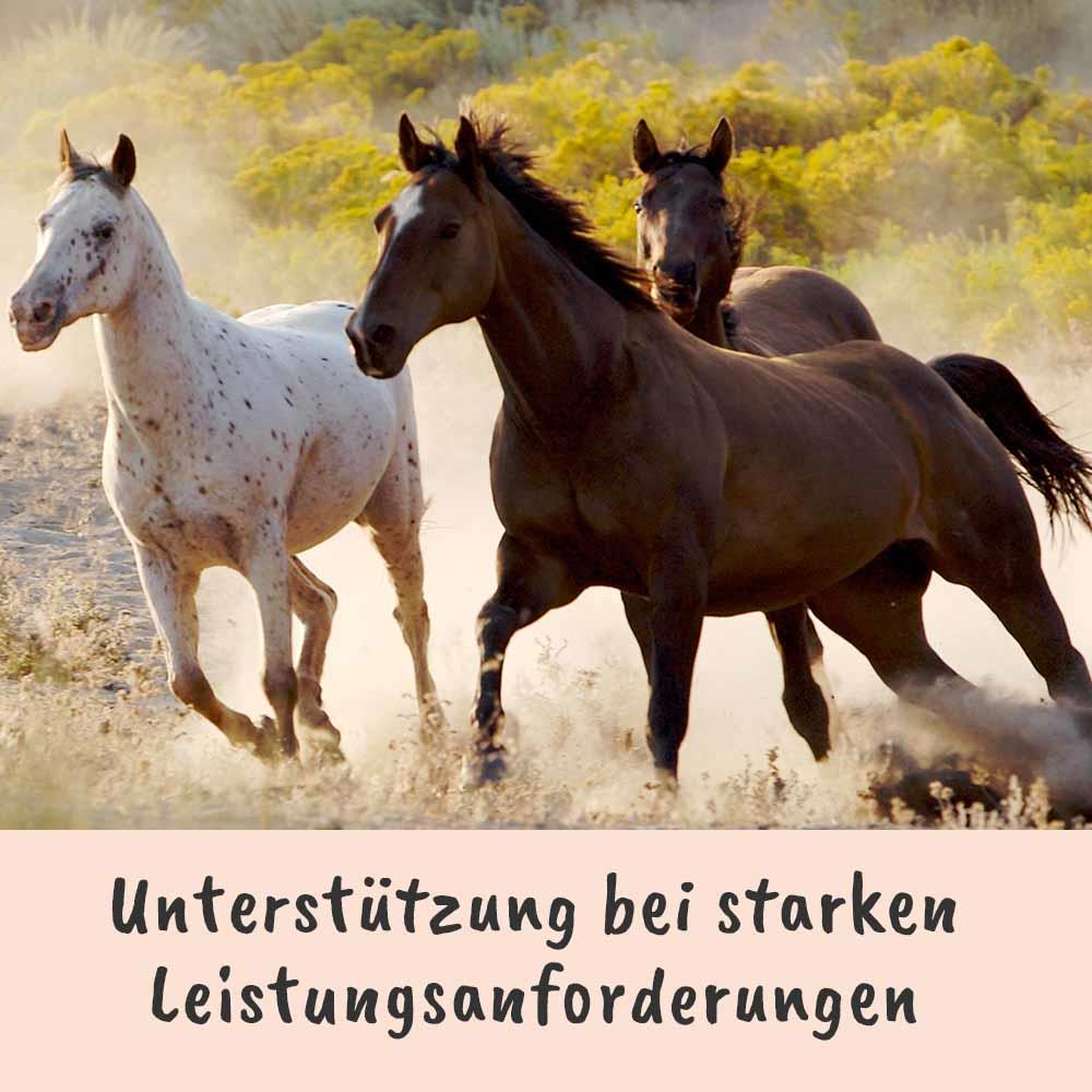 Shopbild Tier, Colt Horse, Pferd, Säugetier, Hengst