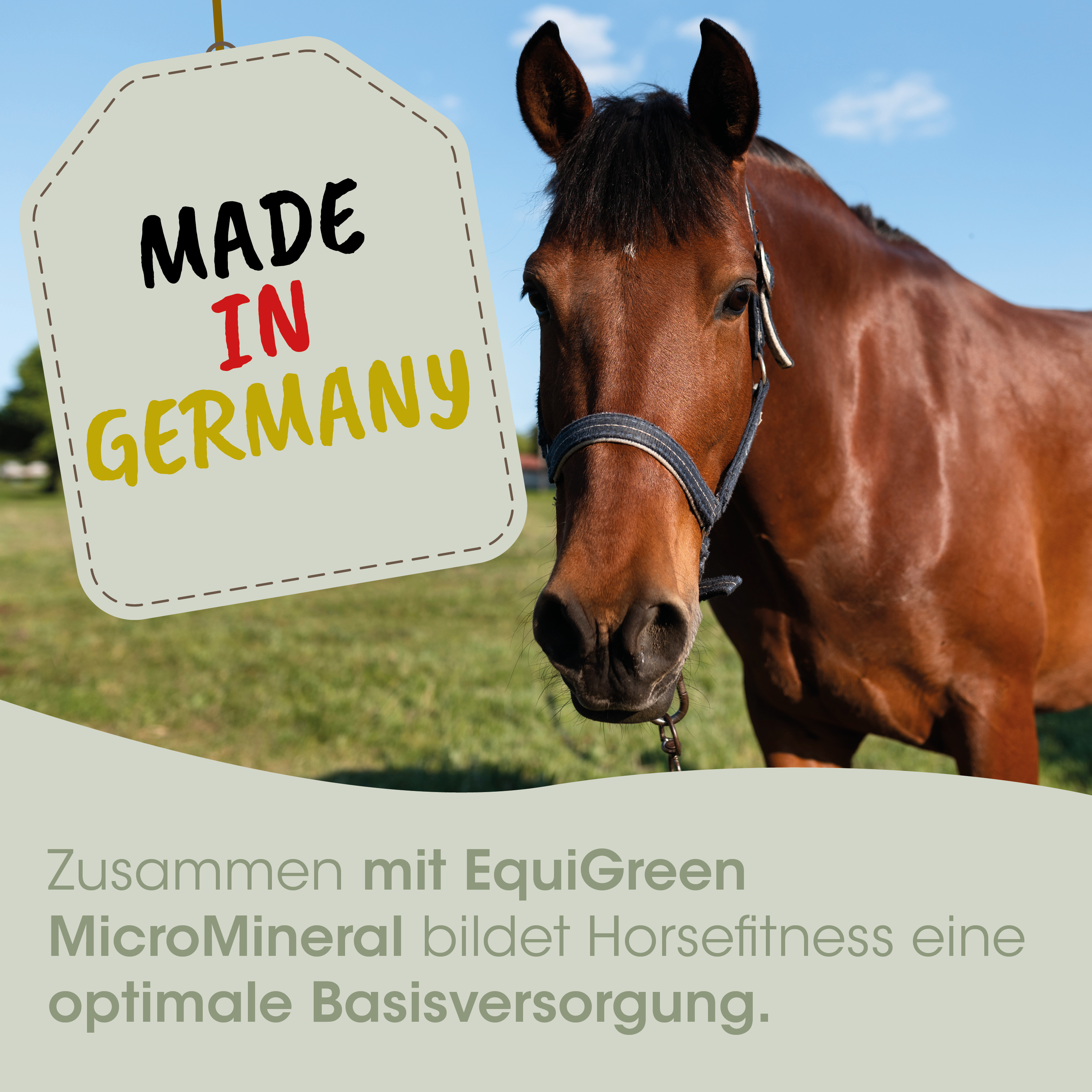 Pferd, Halfter, braun, Schablone, Made in Germany