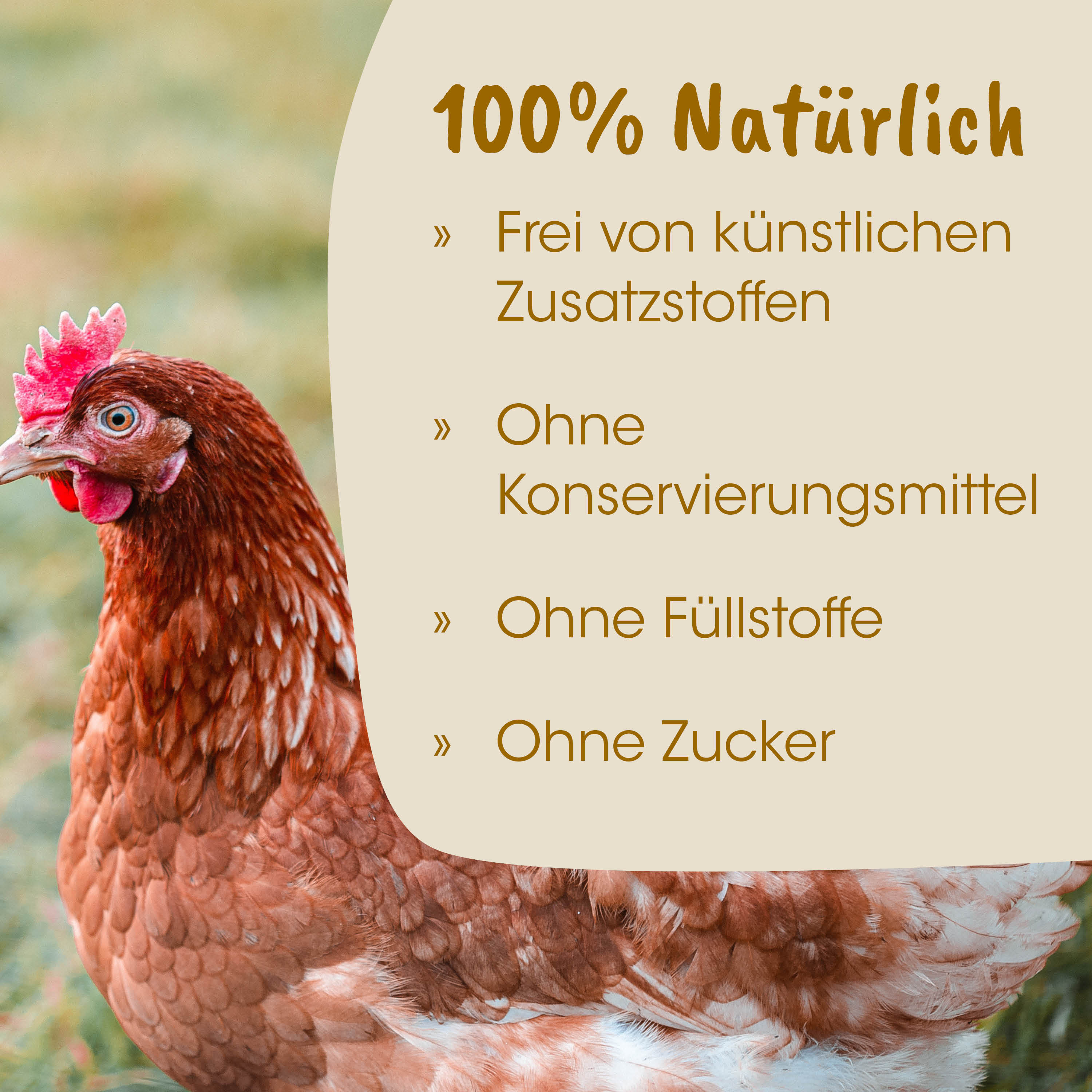 Henne, Huhn, rotbraun, Feder, Bauernhof