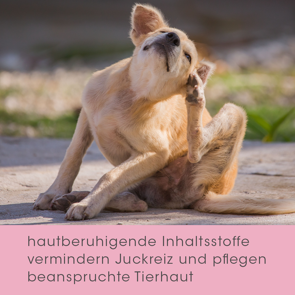 Hund, beigenes Fell, Sitzhaltung, gelbes Fell, Haustierbereich