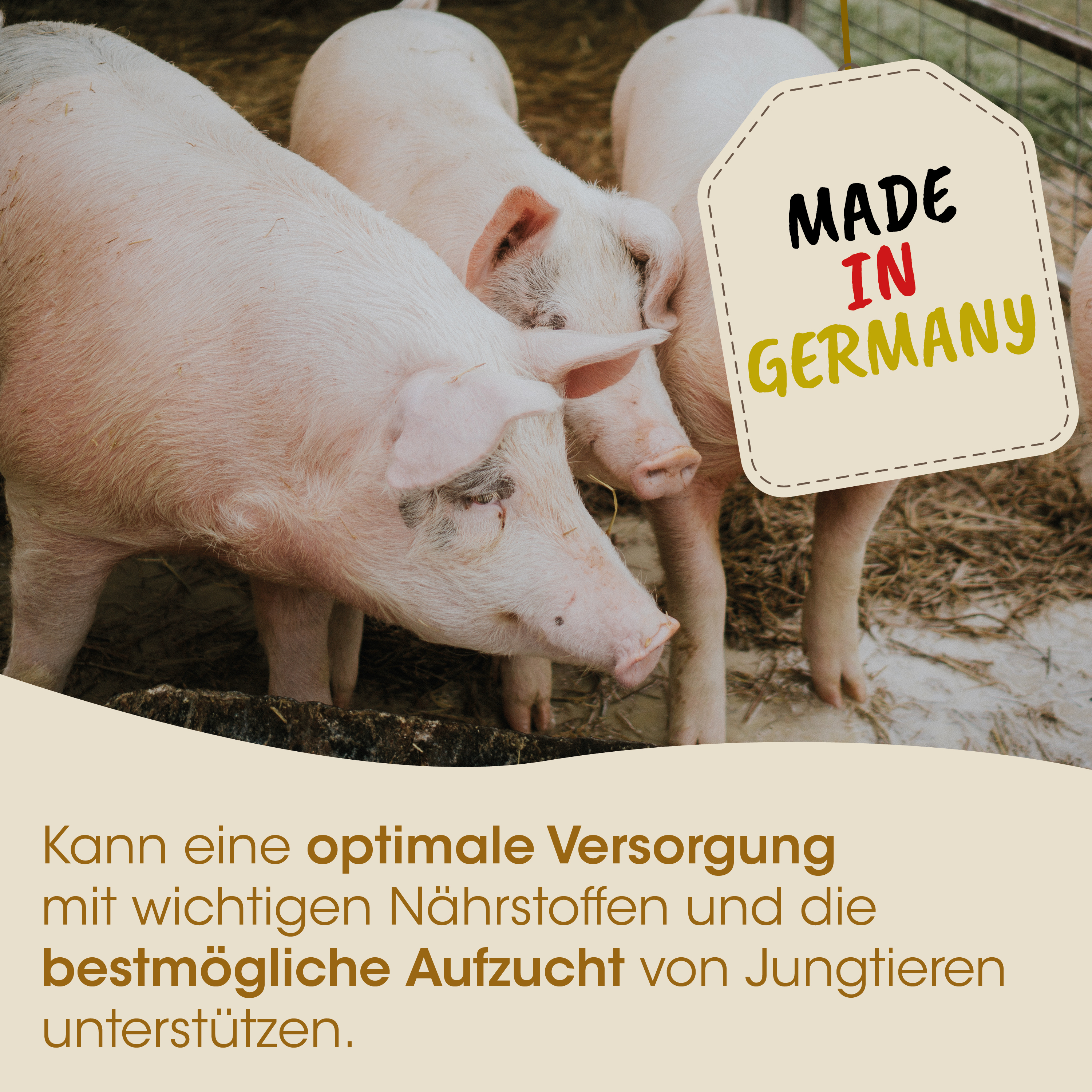Schweine, Schweinehof, Ferkel, Tierhaltung, Made in Germany