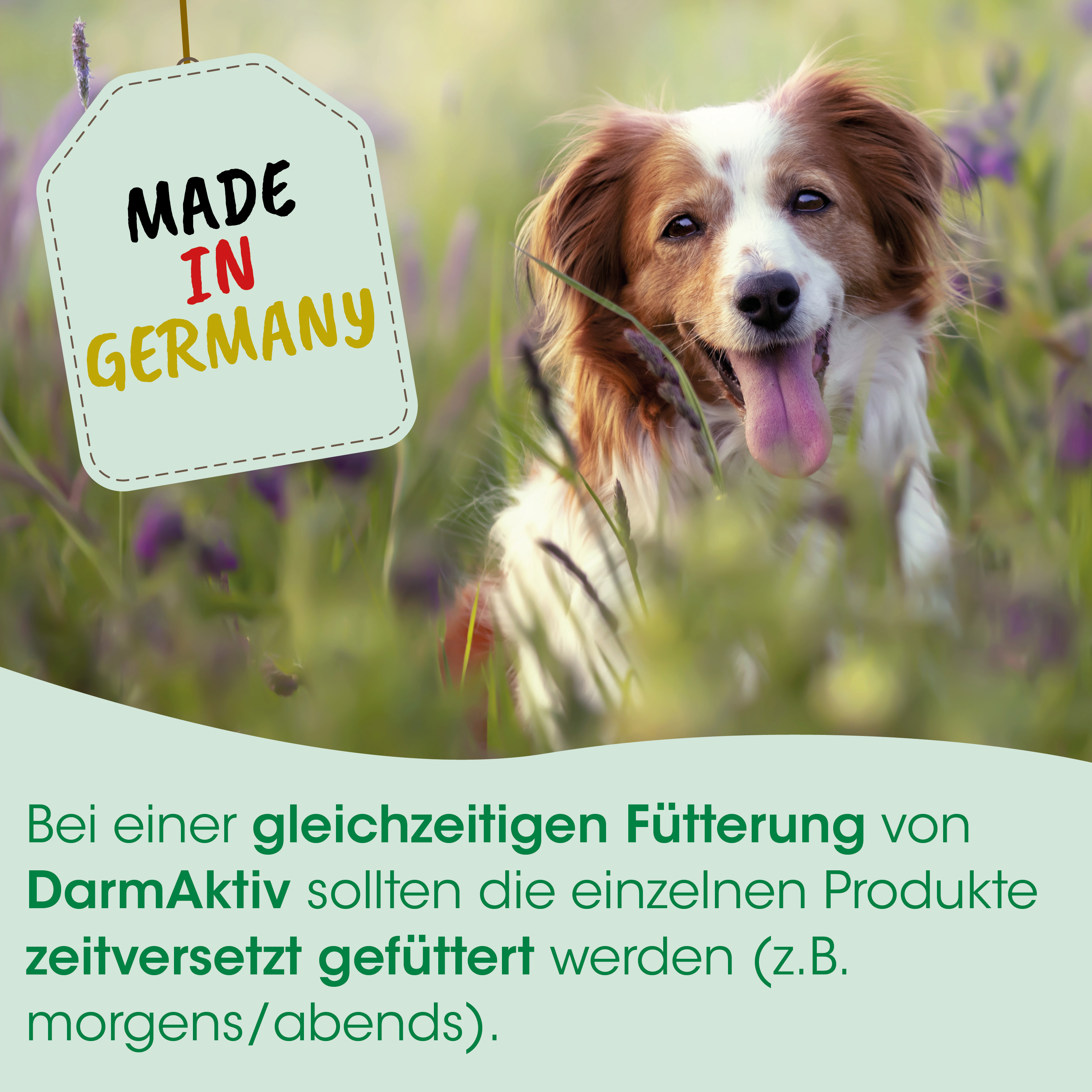 Hund, Collie, Tag, Made in Germany, Lila Blumen