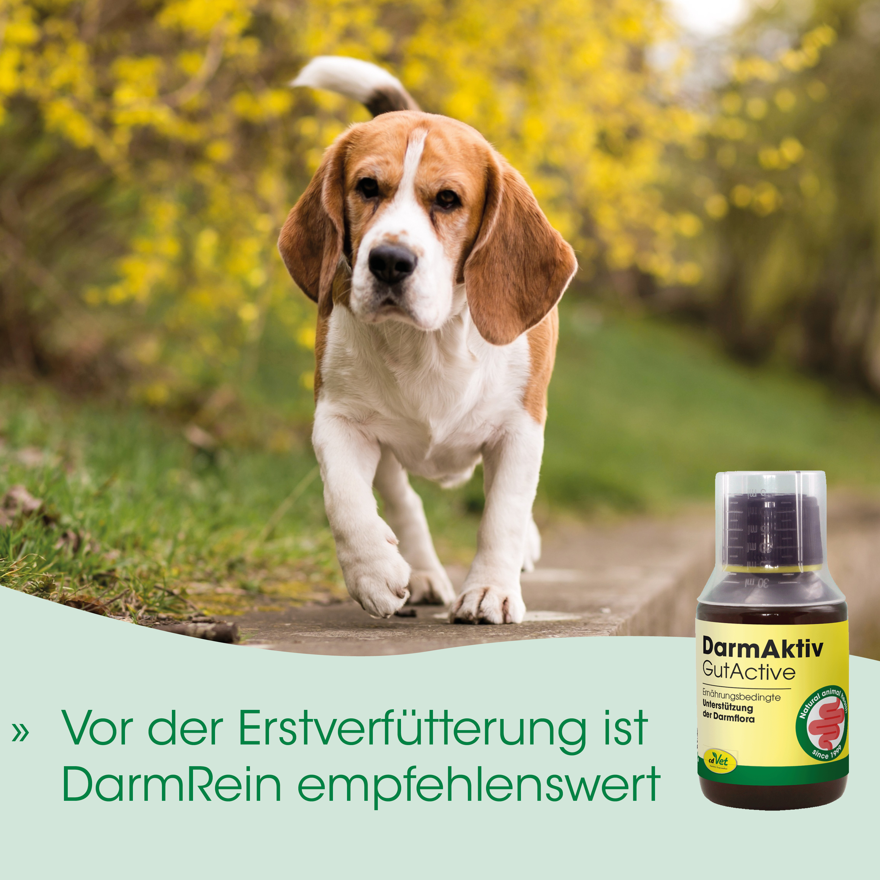 Hund, Beagle, Haustier, Draußen, Flasche