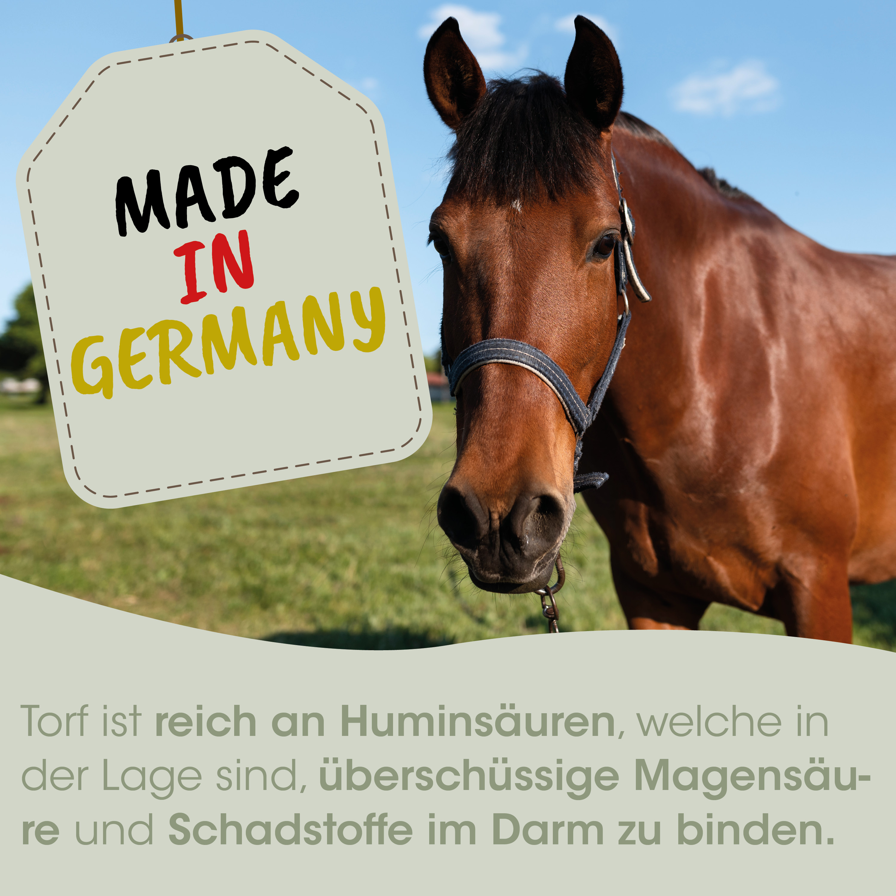 Pferd, Halfter, Braun, Draußen, Etikett