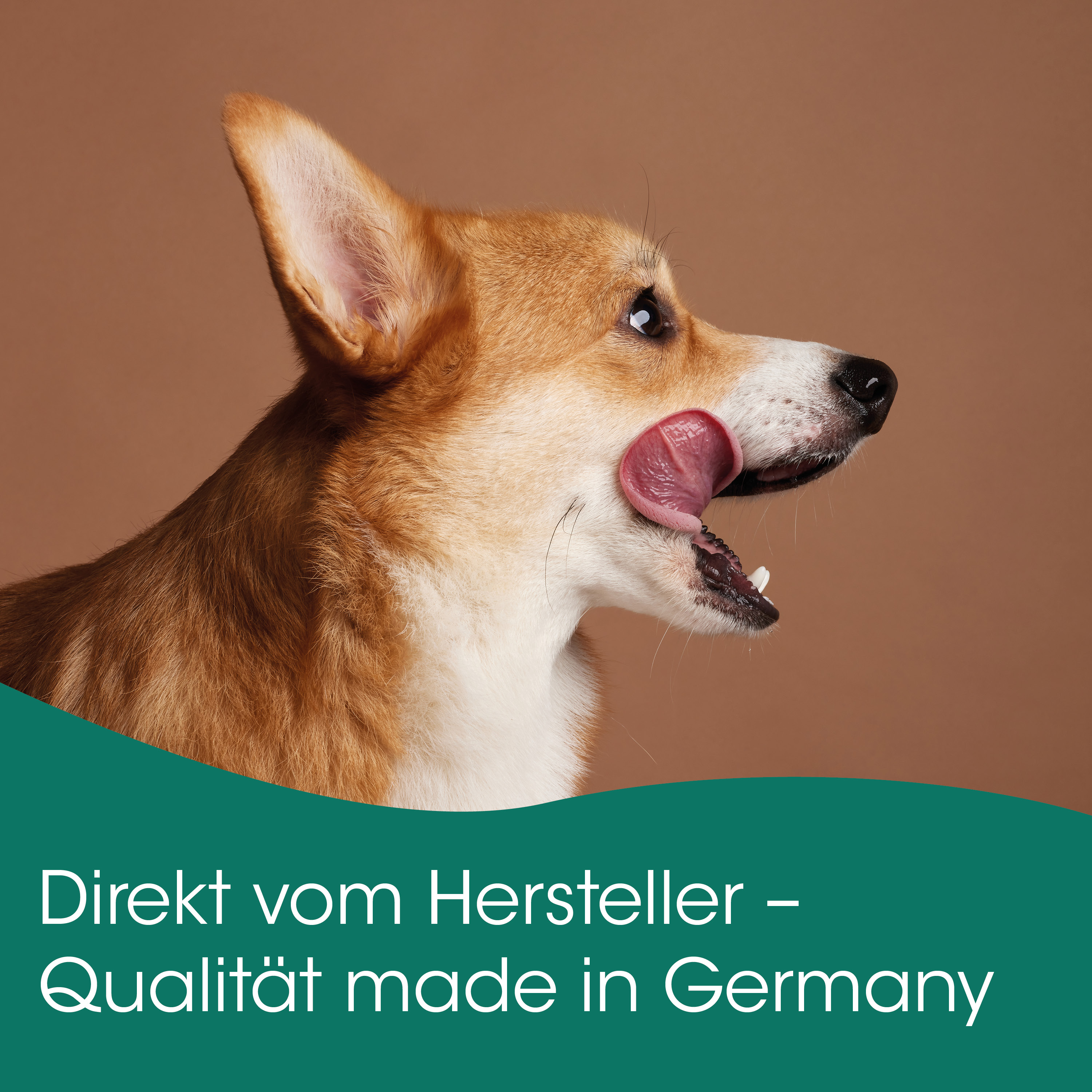 Hund, Corgi, Tierkopf, Lauter Farbe, Pfote?