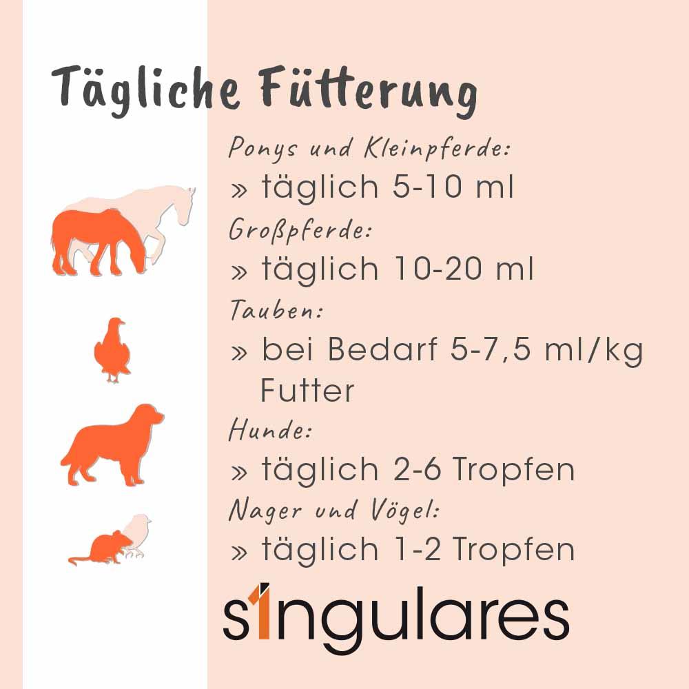 Shopbild Werbung, Plakat, Hund, Säugetier, Haustier