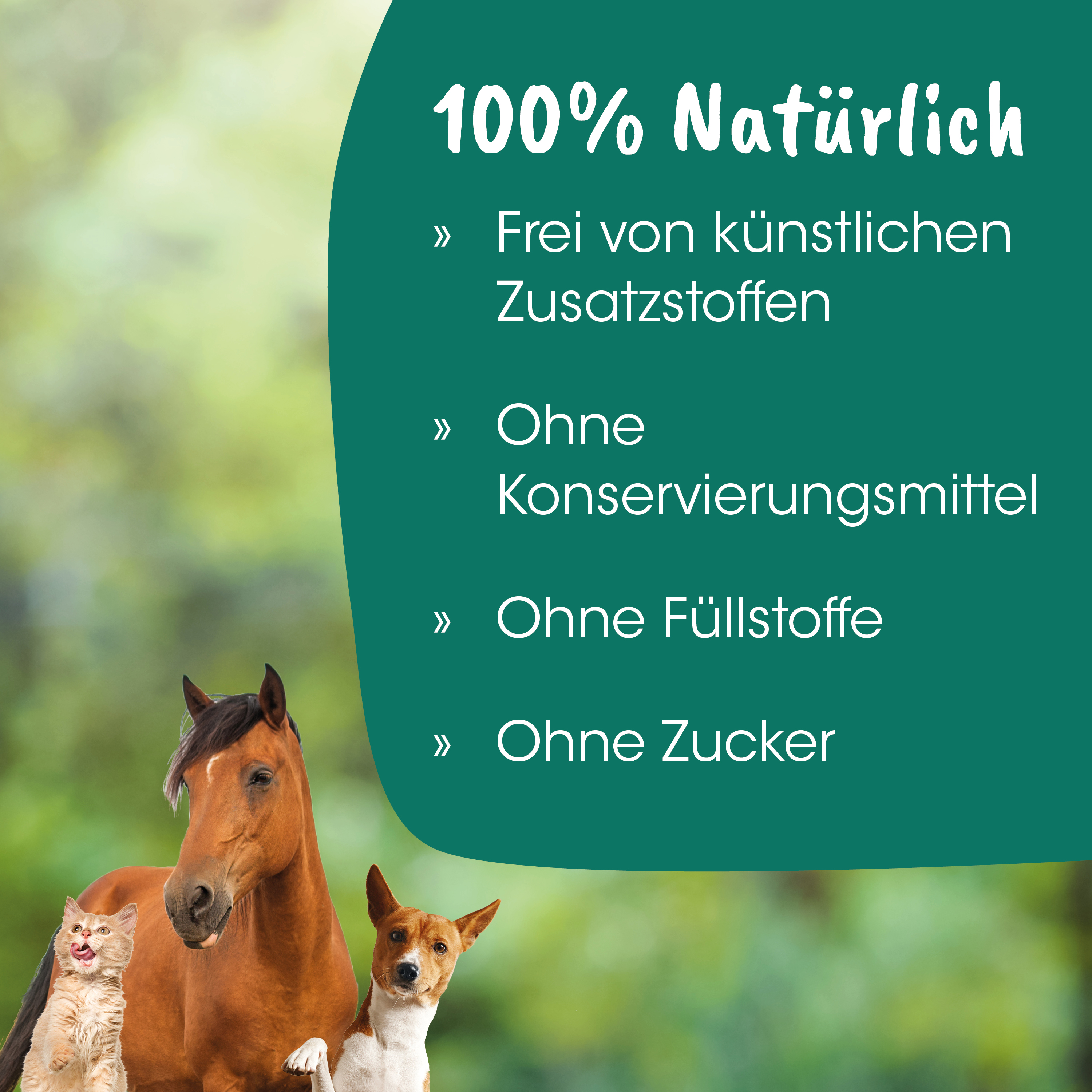 Pferd, Hund, Katze, Outdoor, Natur