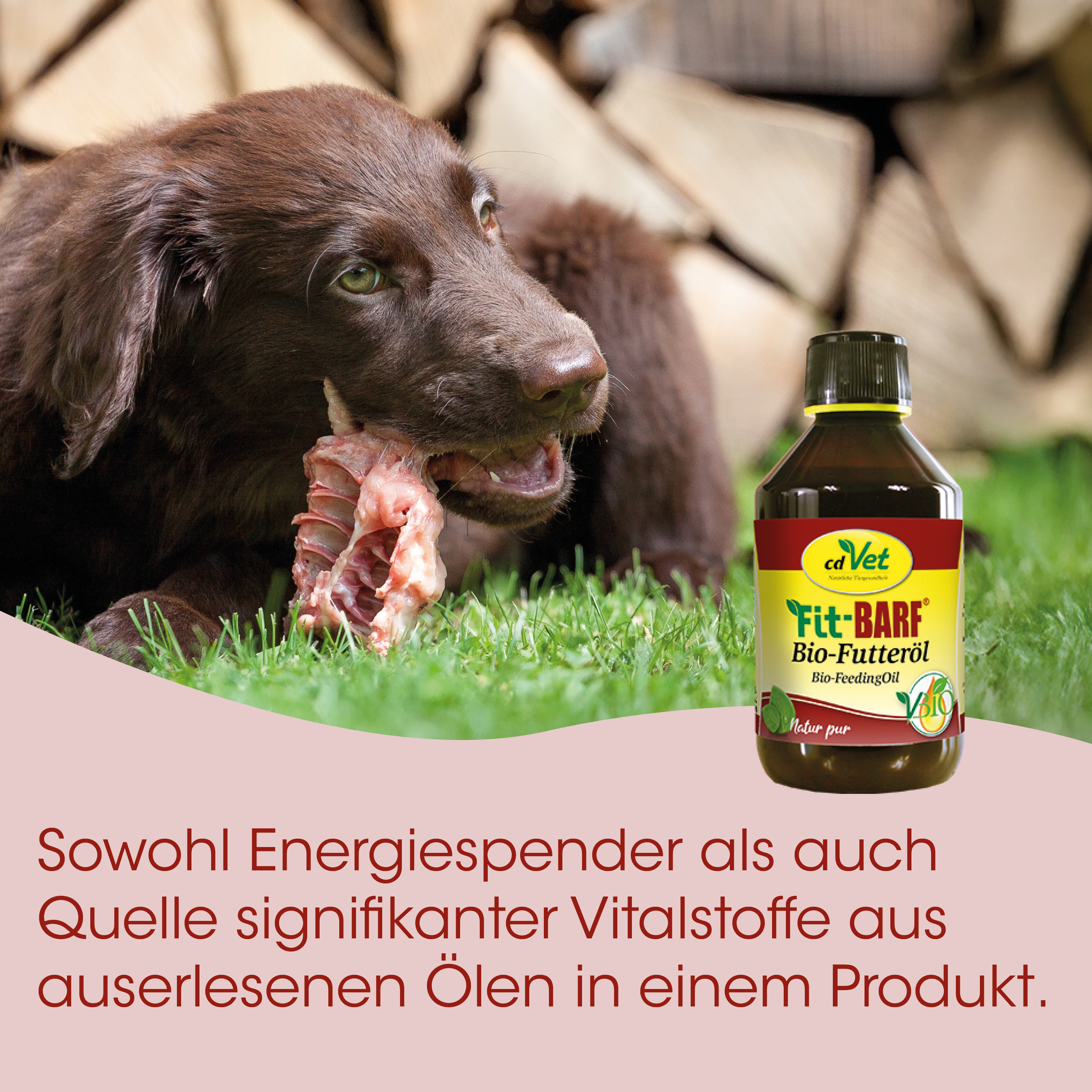 Hund, Hunde-Futter, Knochen, Fleisch, Flasche