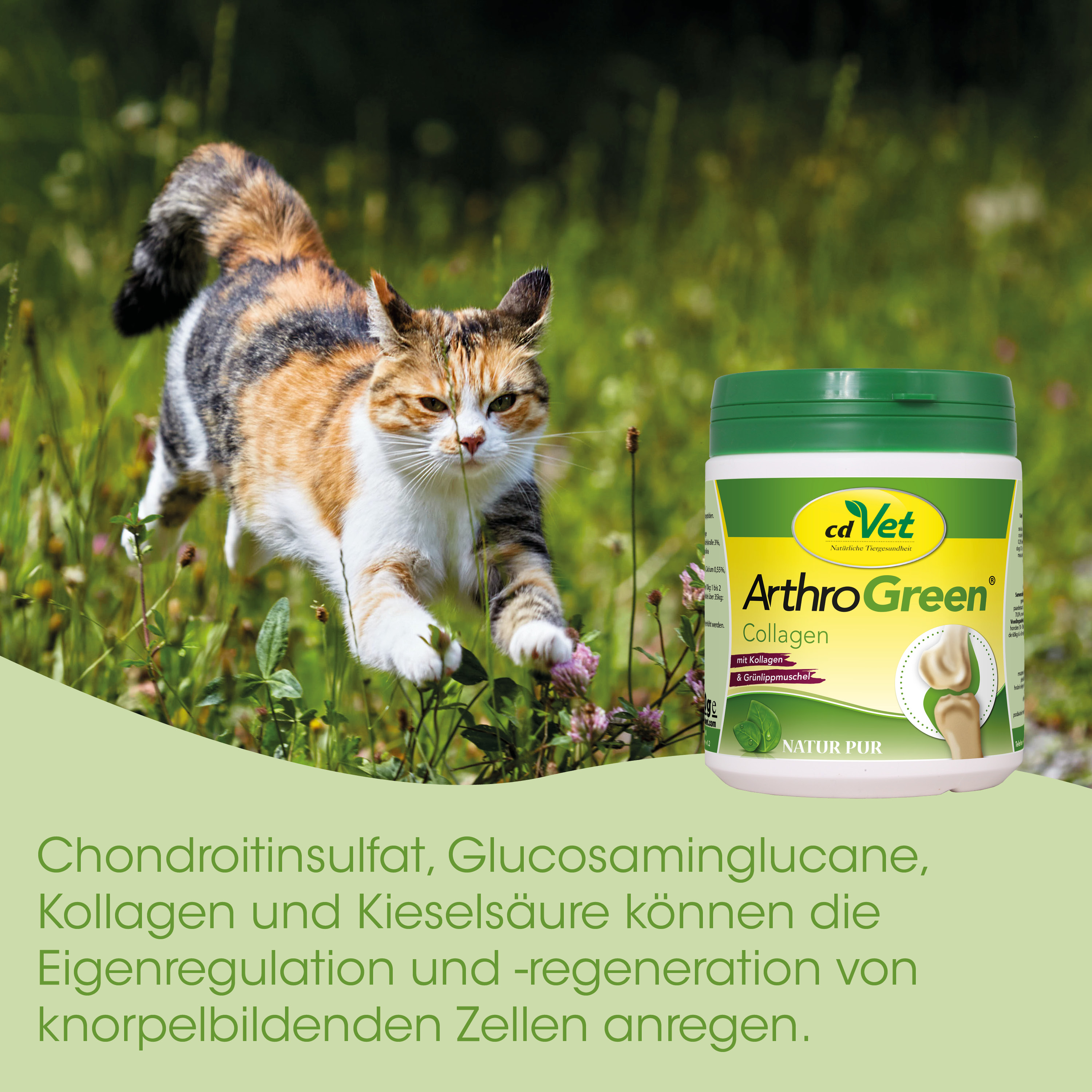 katze, im freien, pflanzliches supplement, kollagen, gelenkgesundheit