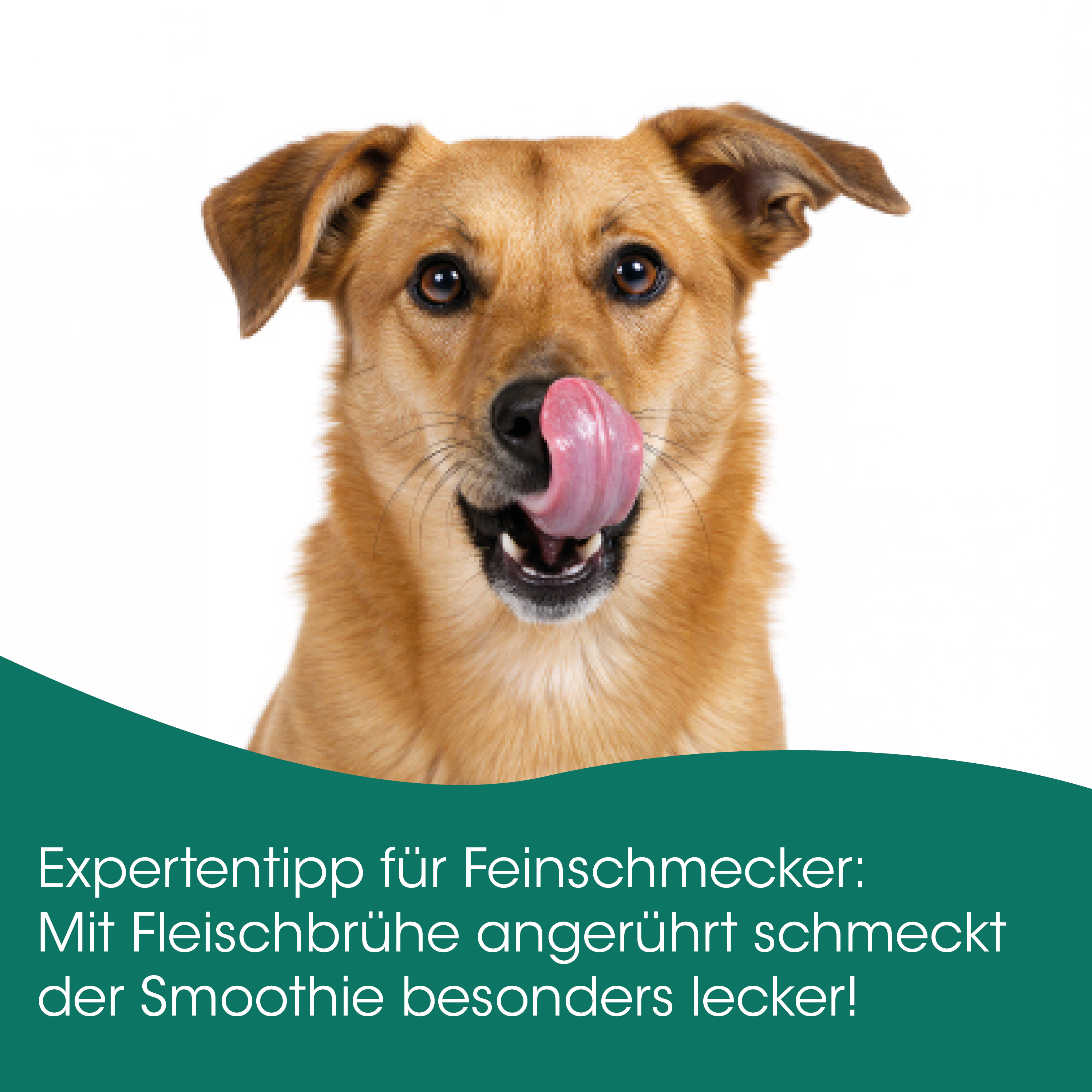 Hund, Hundemotiv, Lippenleck, TierischesAntlitz, Futtertipp