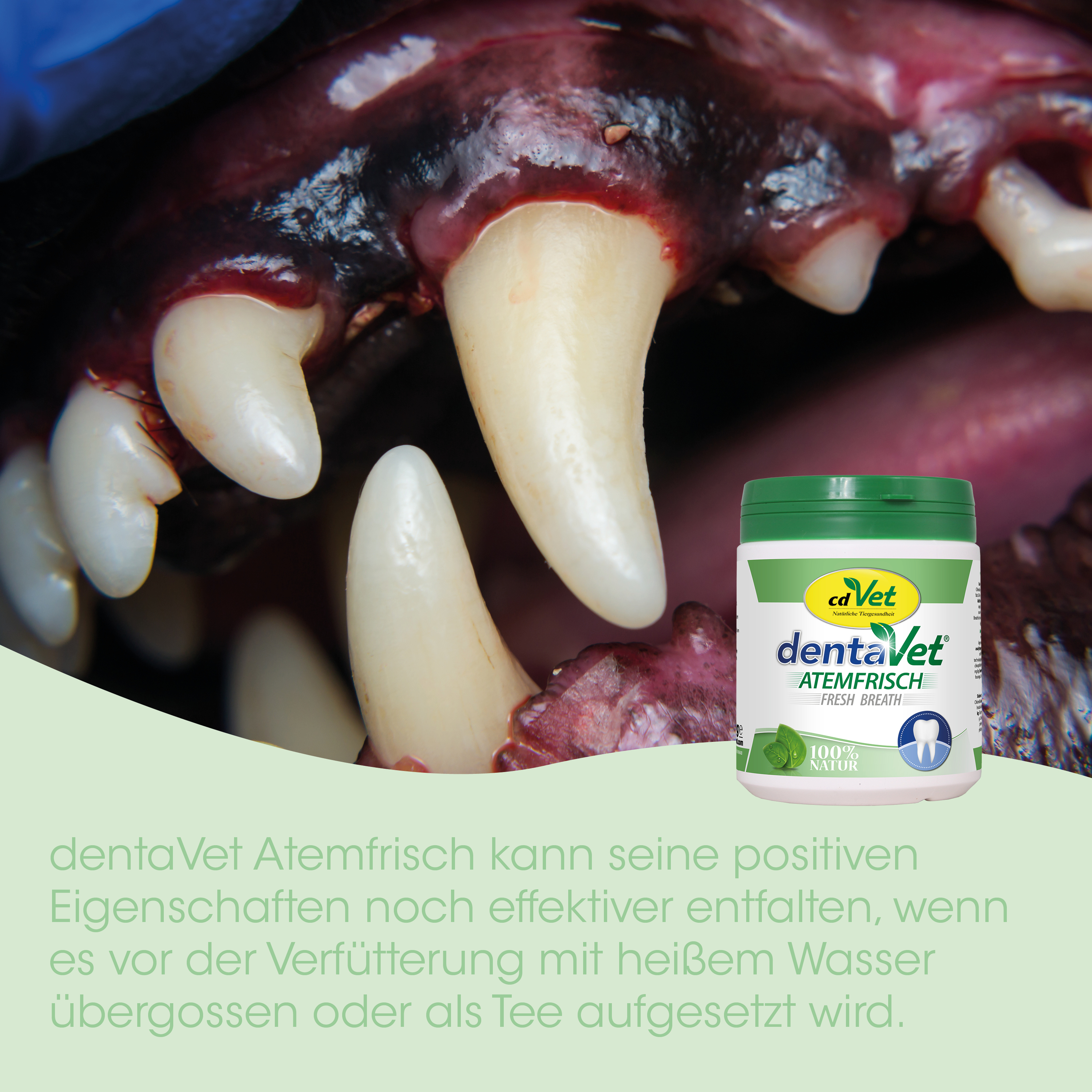 dog牙, tooth, bone, gum, oral-care