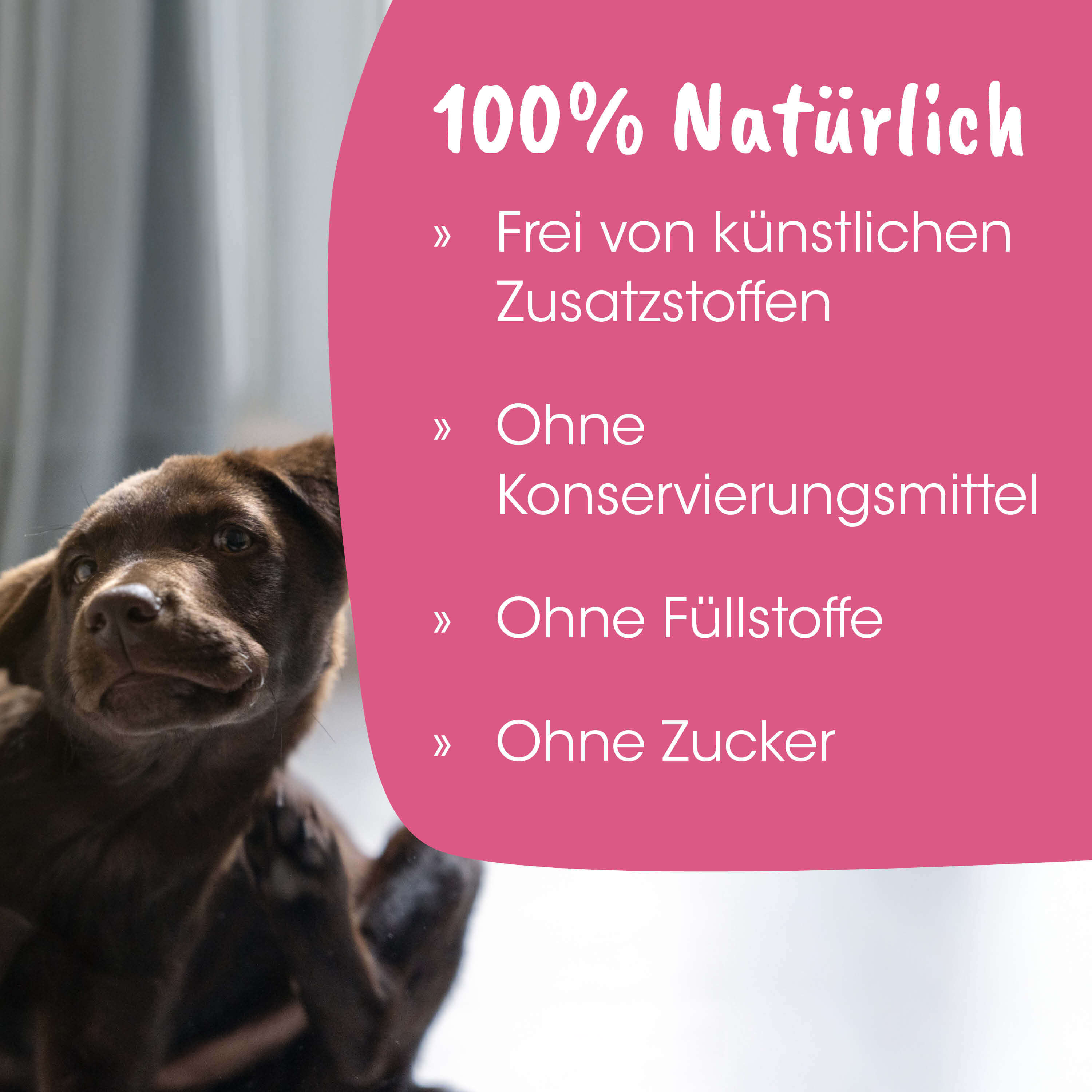 Hund, Welpe, braun, Fell, Tieralibi?, image_placeholder