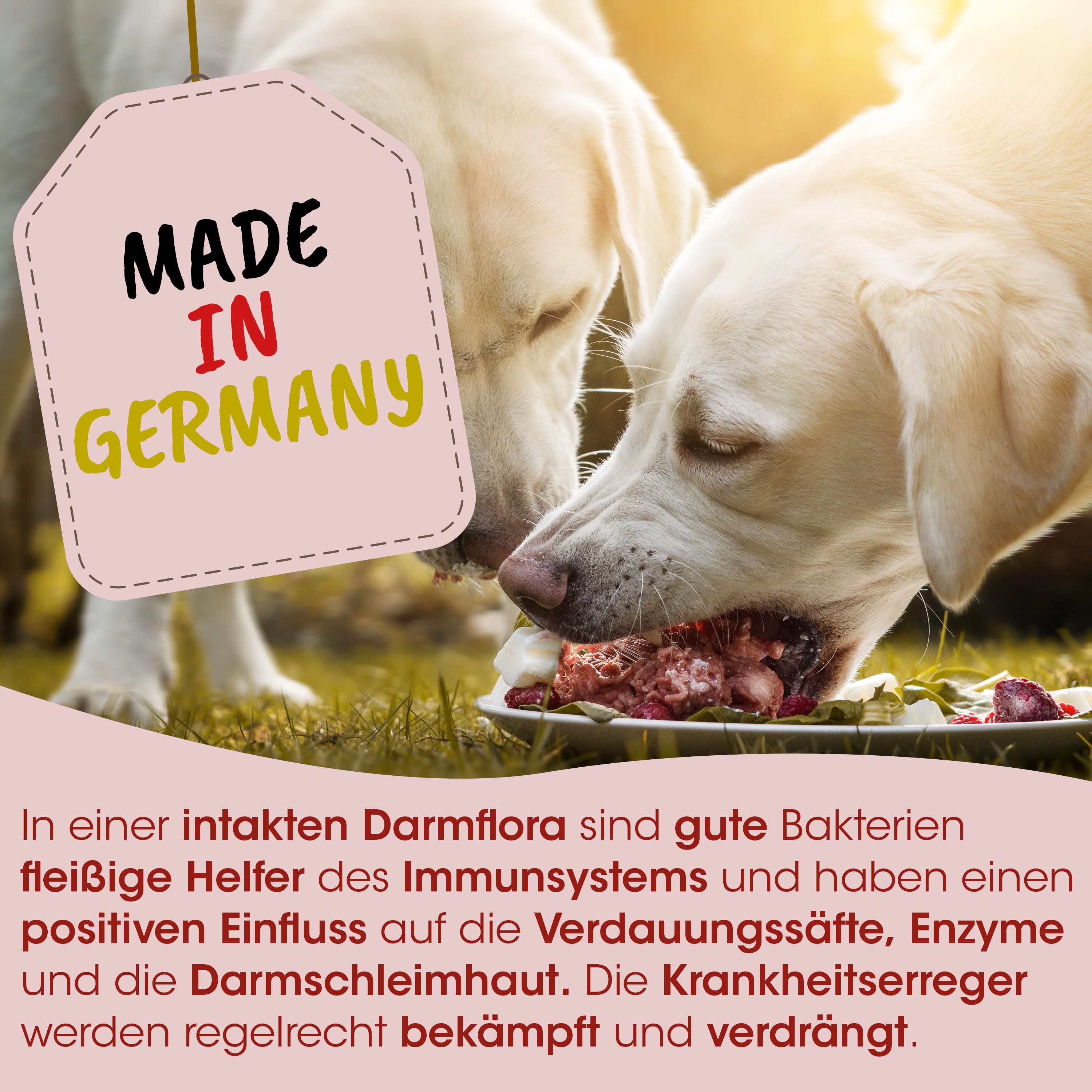 Hund, Hundefutter, Darmflora, Knochenfutter, Plate