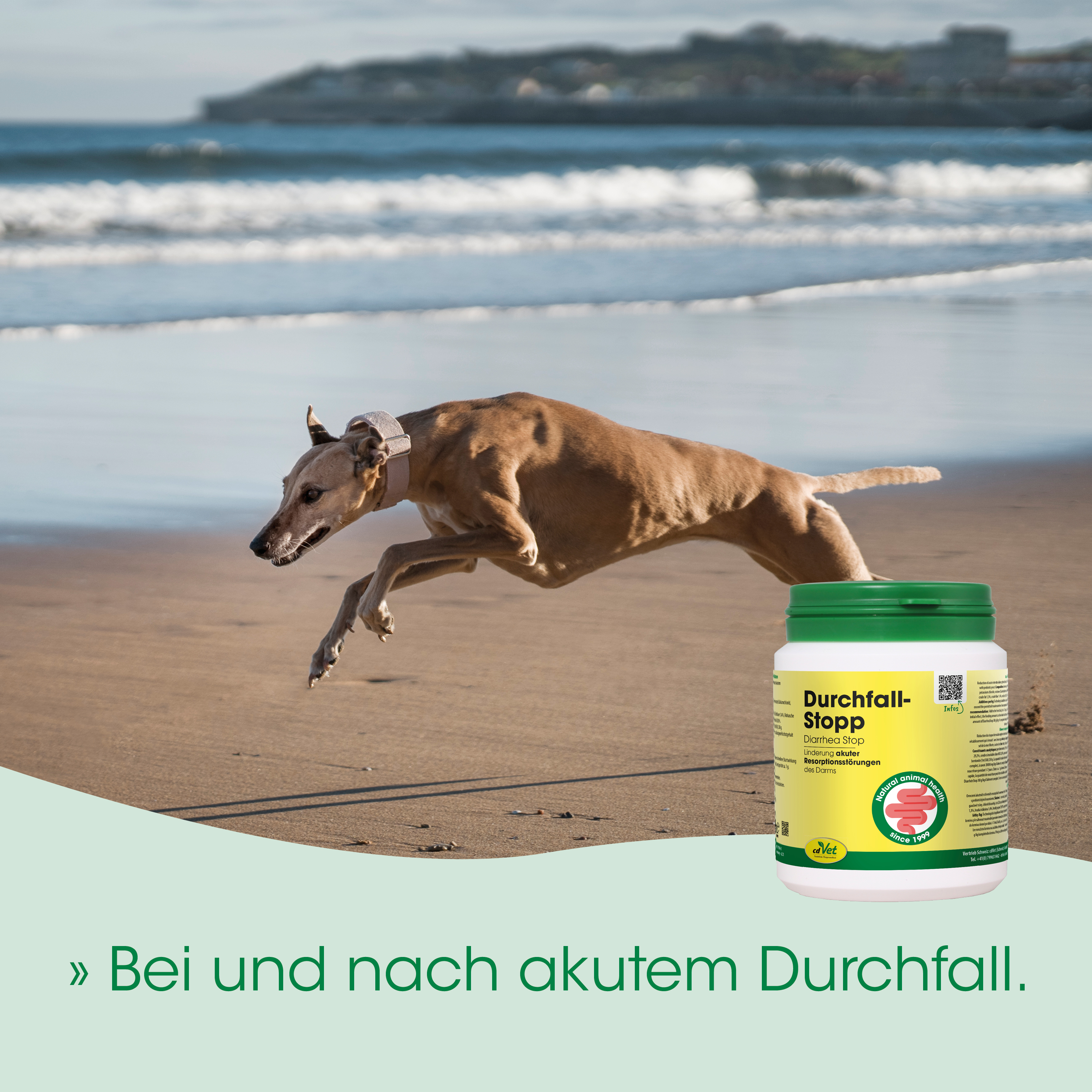 Hund, Hund, Medikament, Durchfall-Stopp, Tierische Nahrungsergänzung