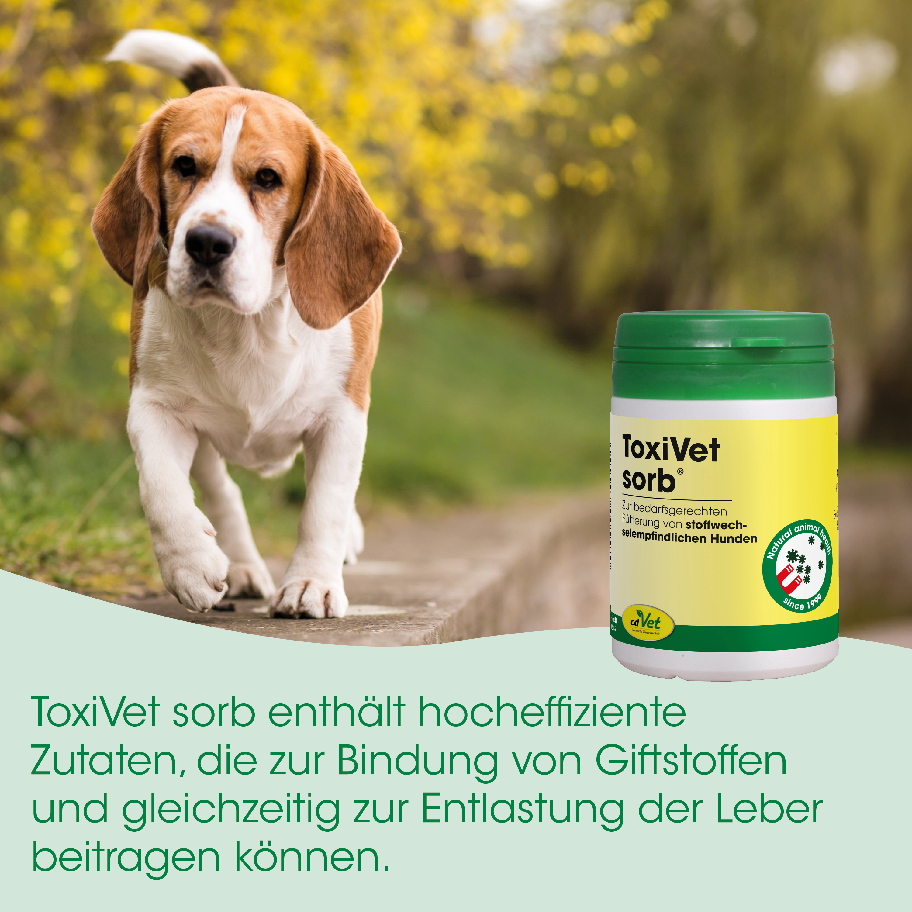Beagle, Hund, Tiernahrungsergänzung, ToxiVet sorb, Hundepflege