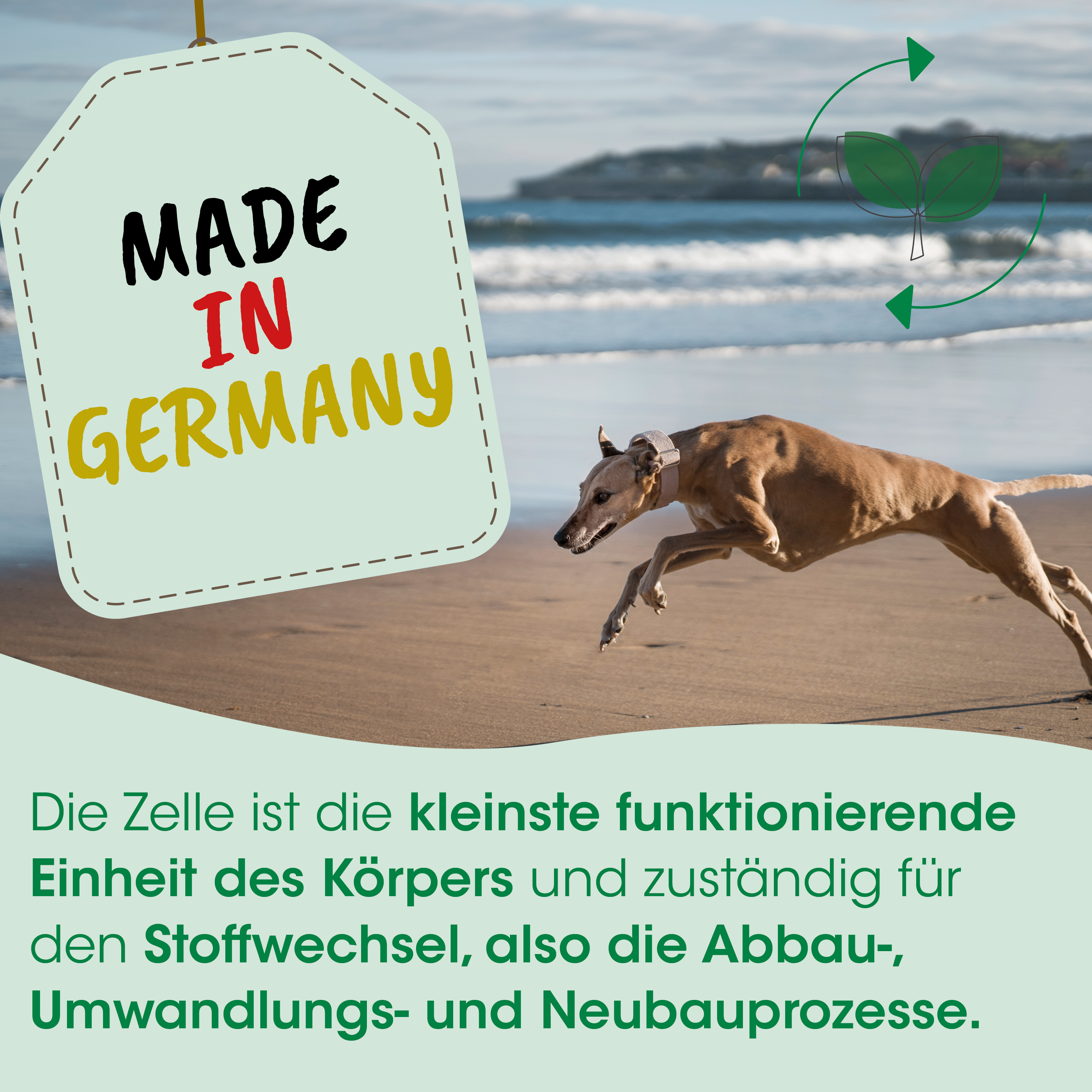 Hund, Sprint, Strand, Etikett, Hergestellt in Deutschland