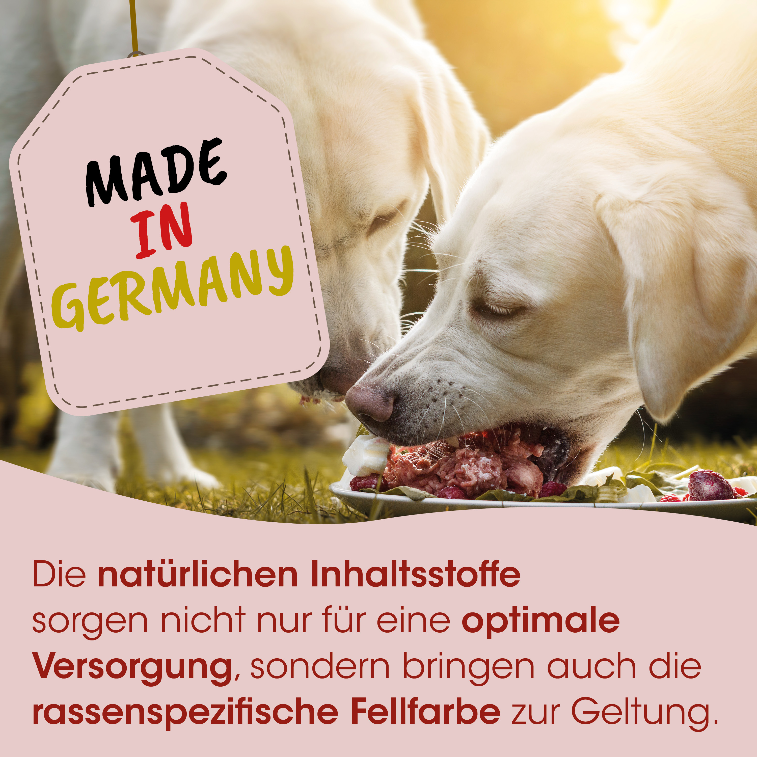 Hunde, Hundefutter, Nassfutter, Rindfleisch, Made in Germany