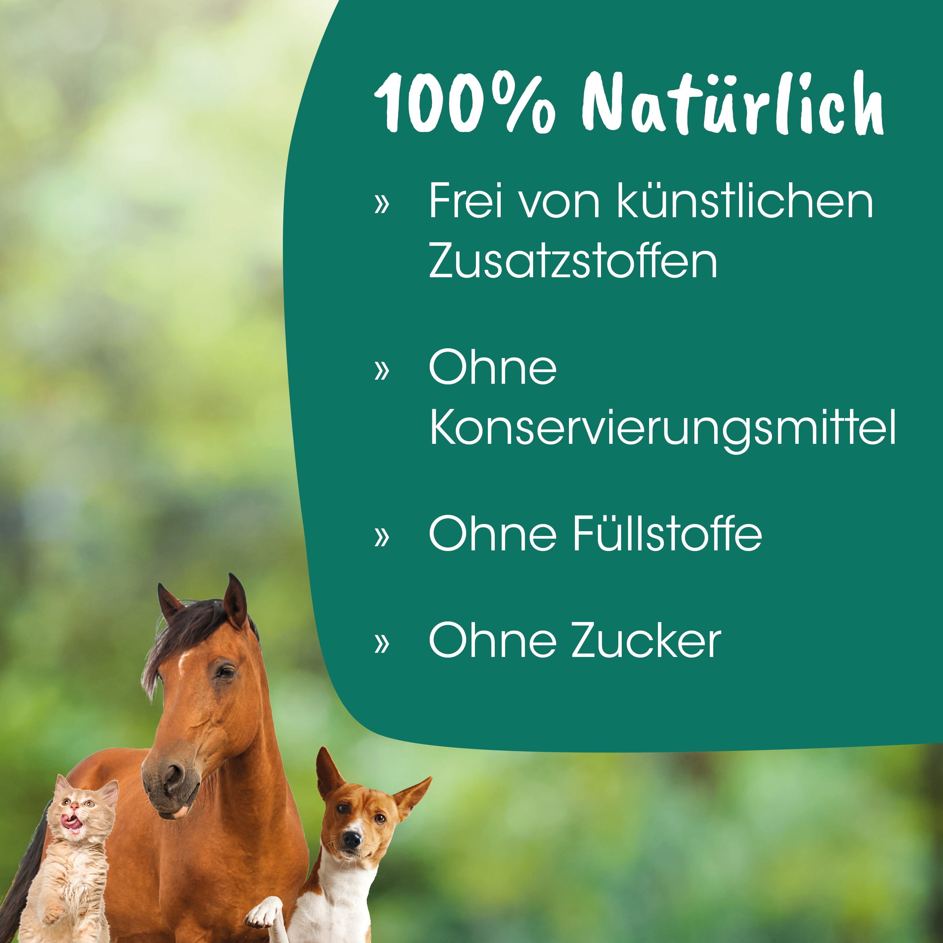 Pferd, Hund, Katze, Tiere, Natur